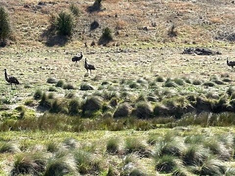 Emu families at the high country bridge job this week