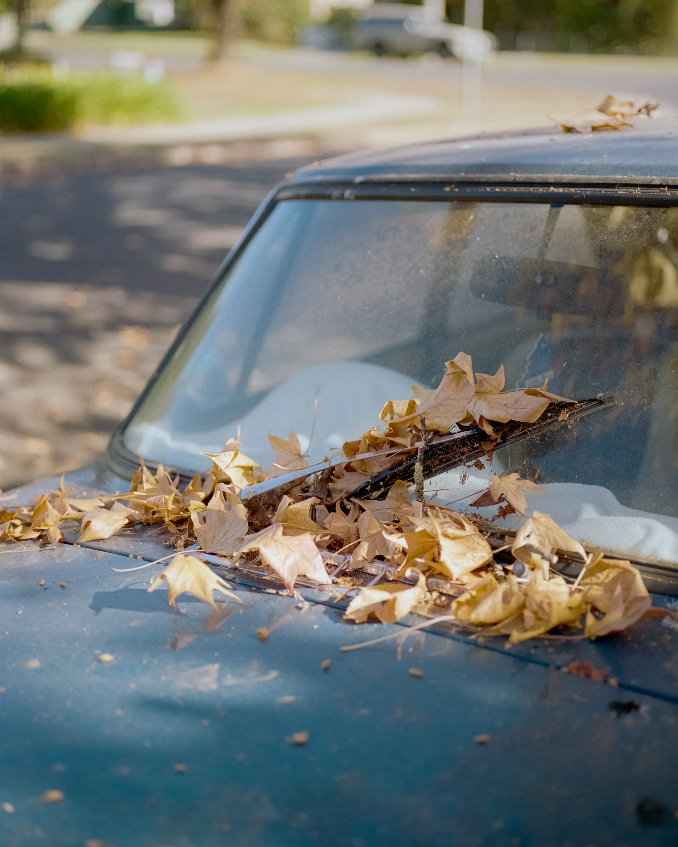 Unframed - Leaves on Windscreen.jpg