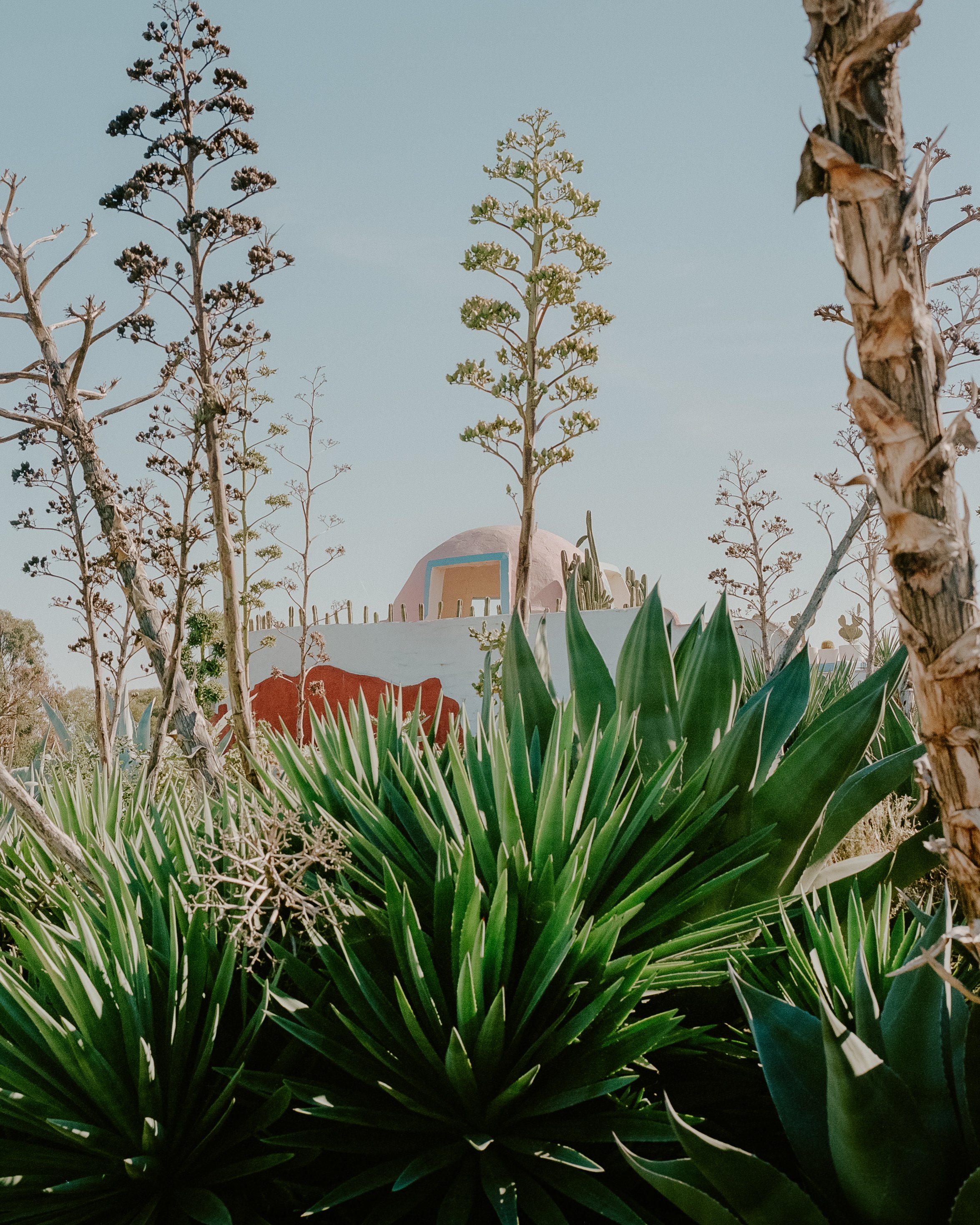 Cactus Country - Kodak Portra 400