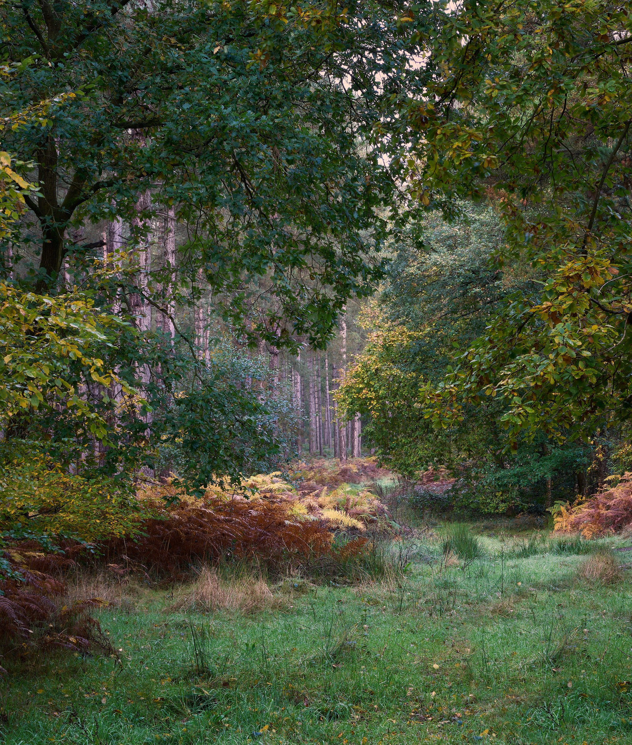 Autumn in Symondshyde -09-11-23-0046-49-FSTIFF 1.jpg