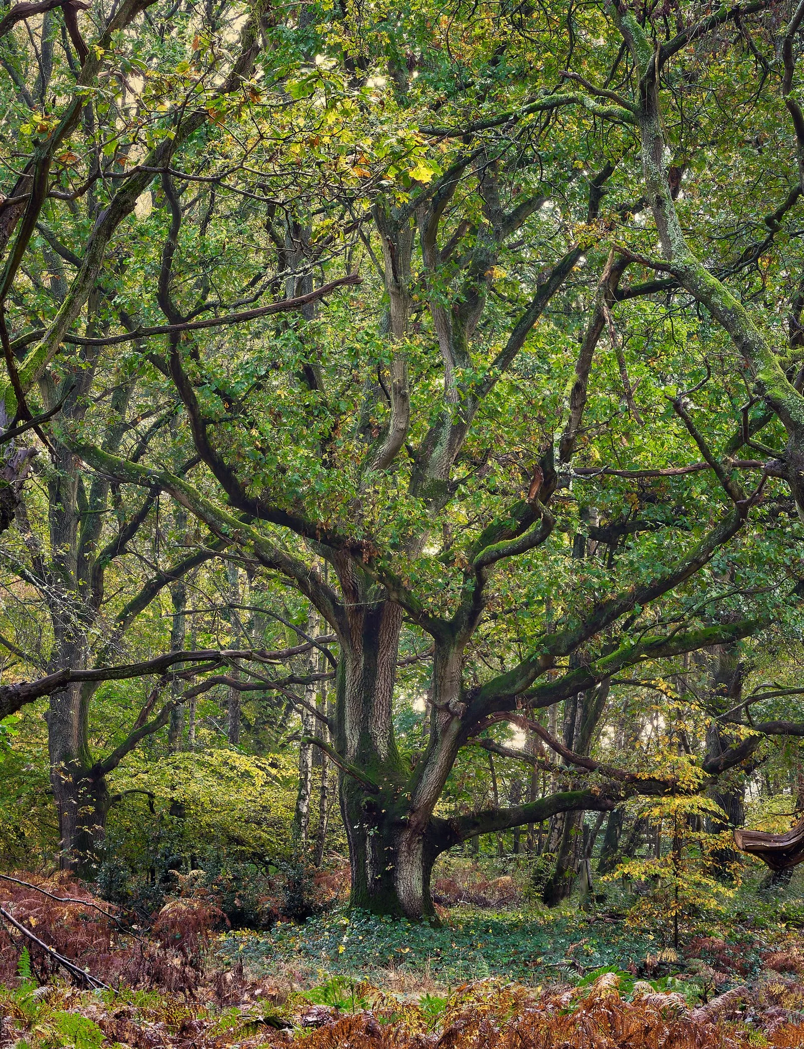 Autumn in Symondshyde -09-11-23-0043&4-FSTIFF 2.jpg