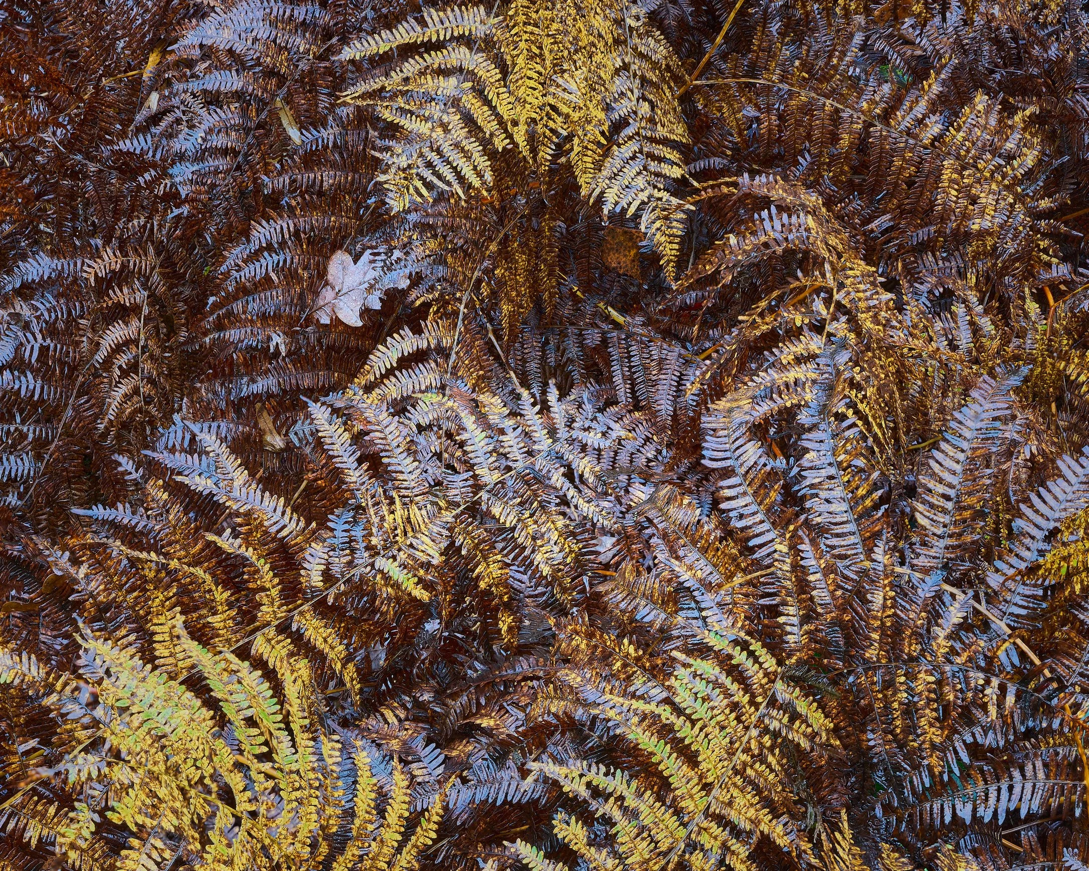 Autumn in Symondshyde -09-11-23-0031-38_FS-GFTIFF 1.jpg