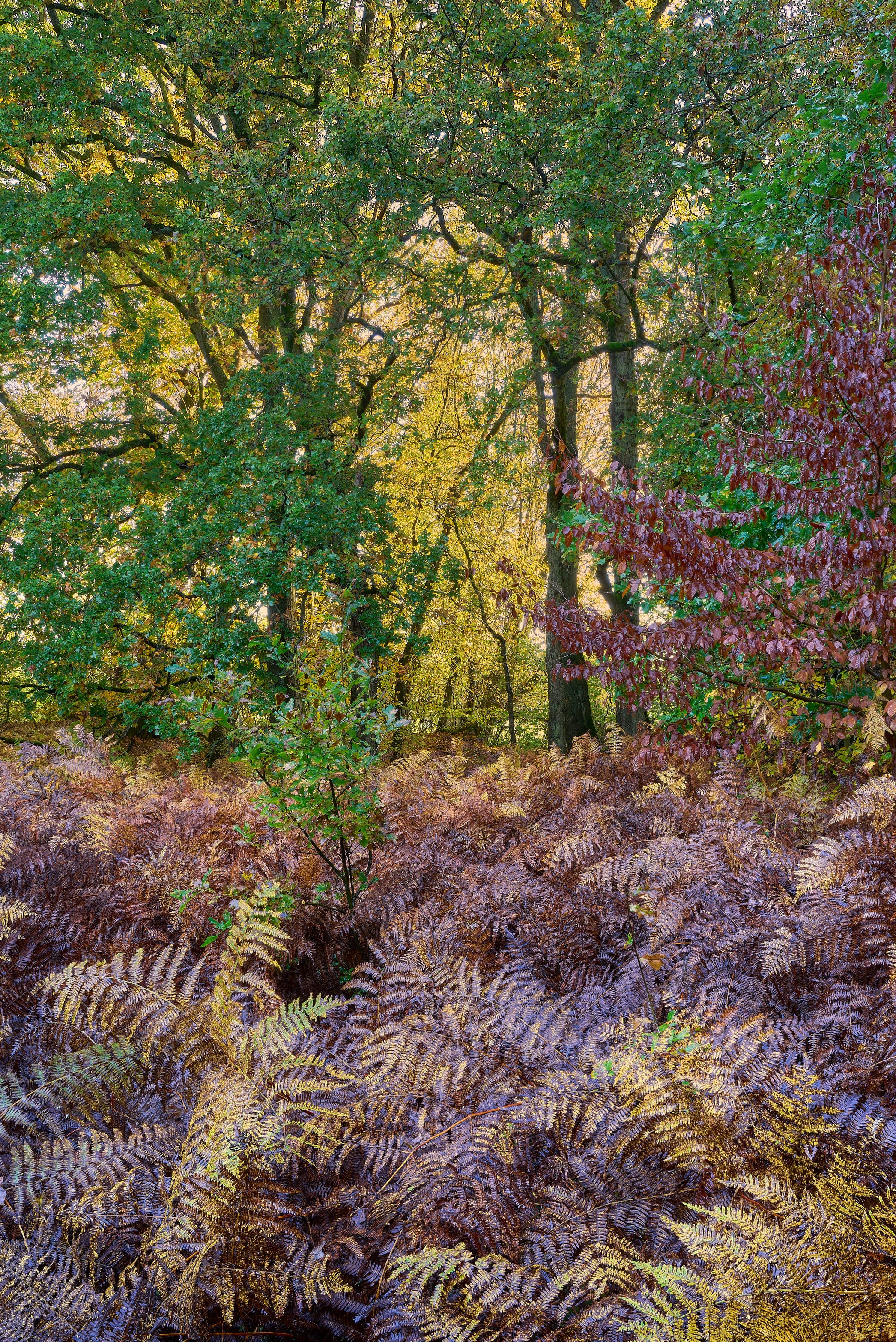 Autumn in Symondshyde -09-11-23-0110TIFF 1.jpg