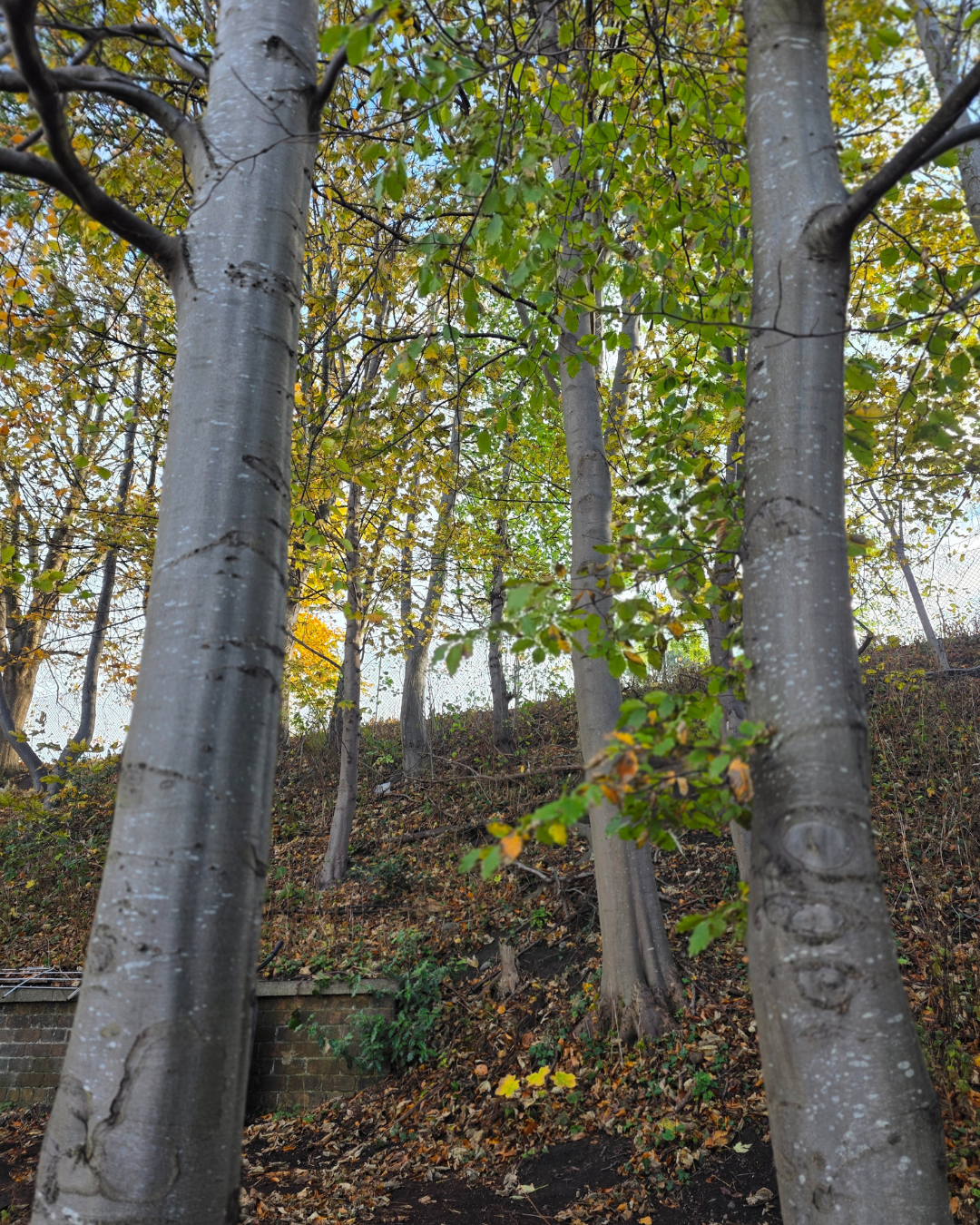 Tall trees with light gray bark and green leaves on a slightly sloped hillside with fallen leaves and a brick retaining wall in the background in autumn.