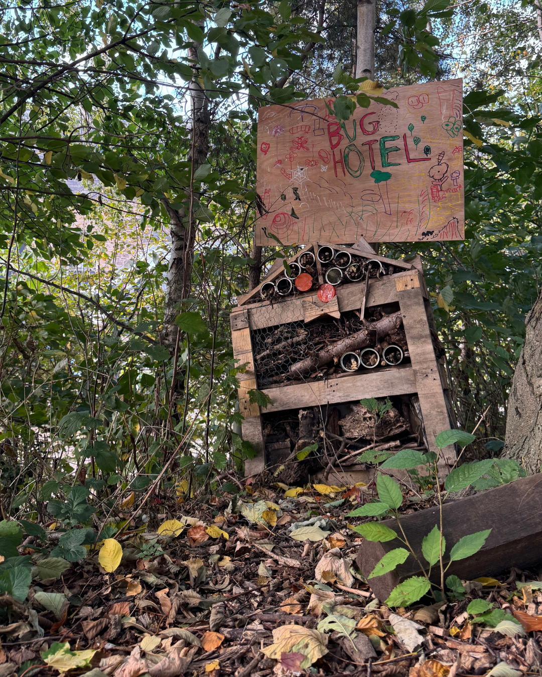 1 Year of Edge Woods 4.png