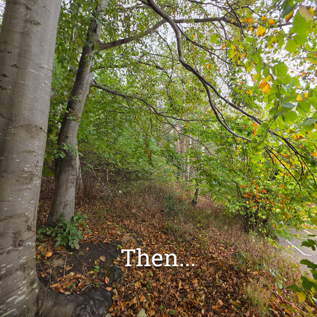 1 Year of Edge Woods 12.png