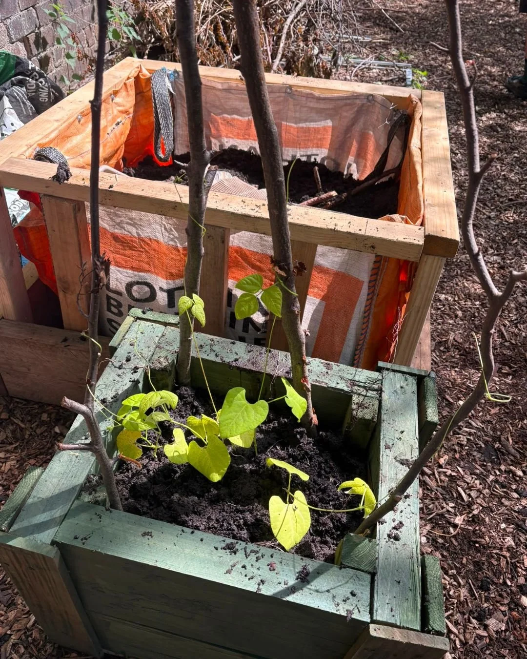 A small green wooden planter box with young plants and soil, placed outside near a larger plant protection structure made from a wooden frame and recycled fabric.
