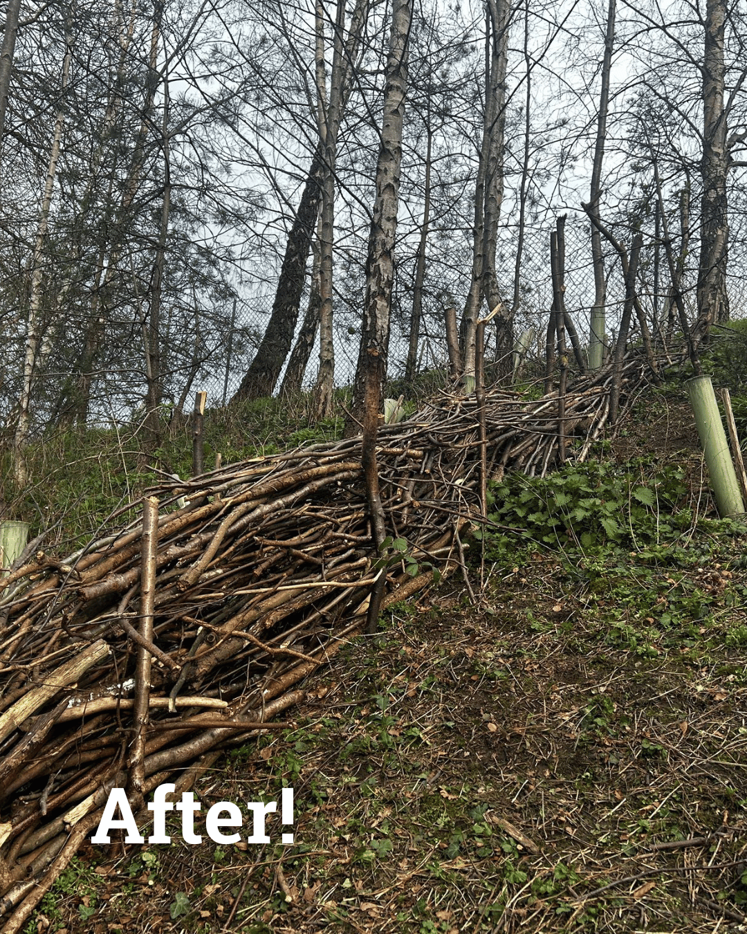 A hillside with various plants, surrounding a well established dead-hedge, with a bright blue sky and leafless trees in the background, labeled 'After.