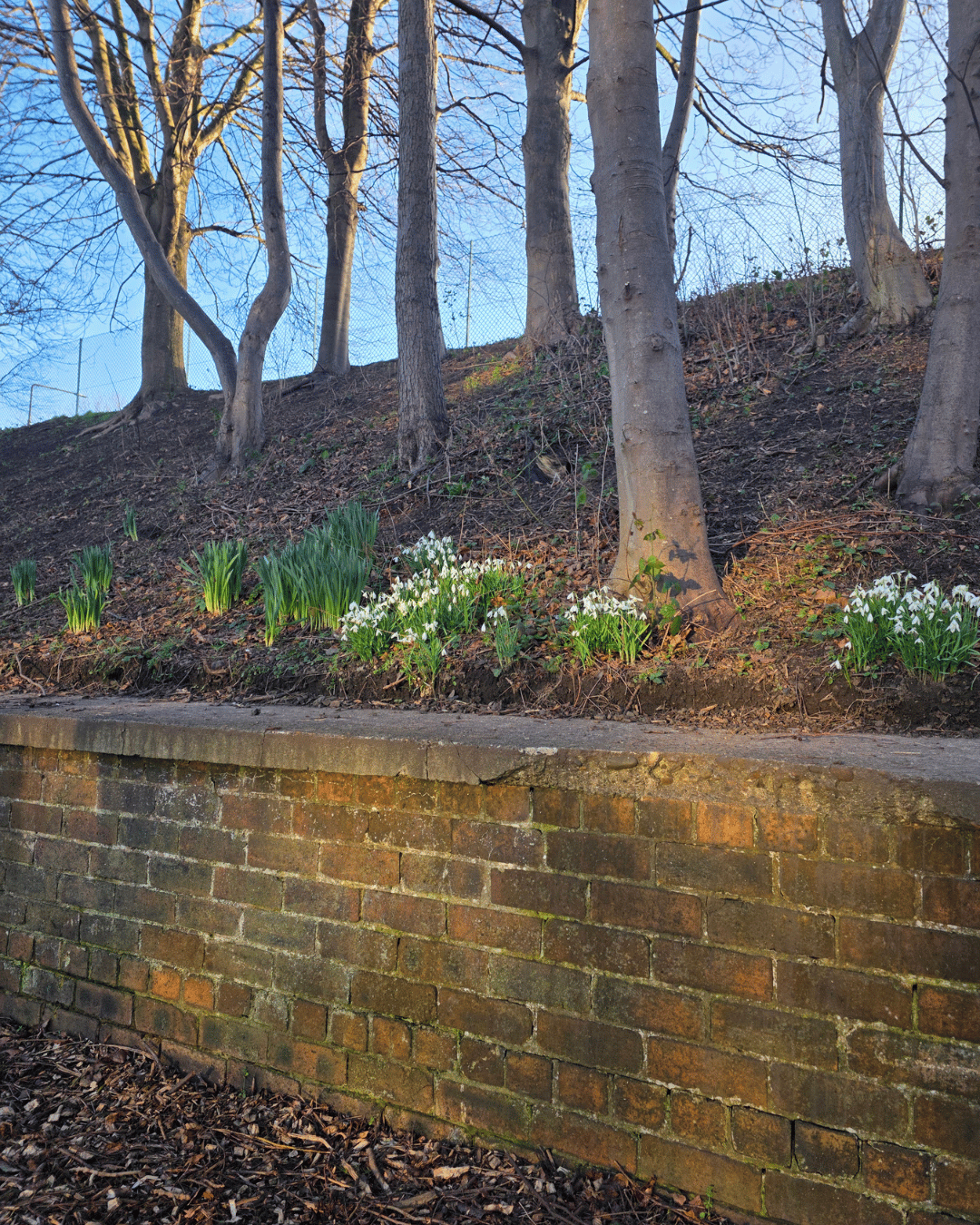 A brick retaining wall at the bottom of a hill with trees and blooming white flowers in the foreground.