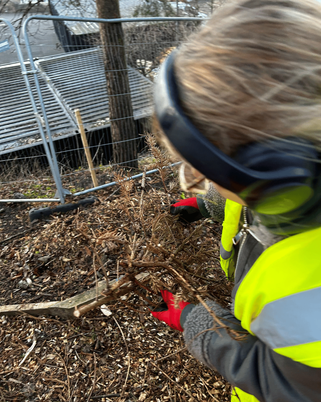 Person in safety gear removing dead plant material near a wire fence.