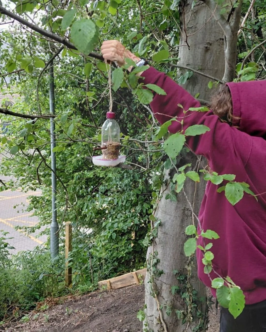 Person hanging a bird feeder on a tree branch in a garden.