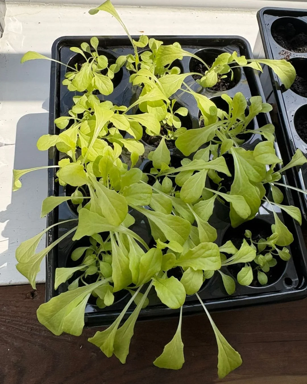 Young green seedlings in black plastic trays, placed on a wooden surface.