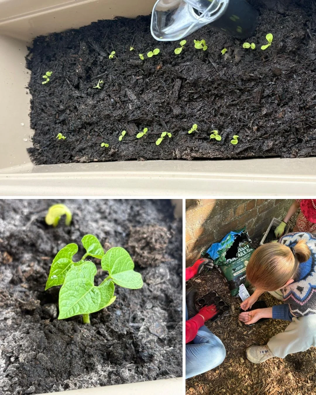 Young adults planting seeds and young seedlings in soil, with one child watering the soil.