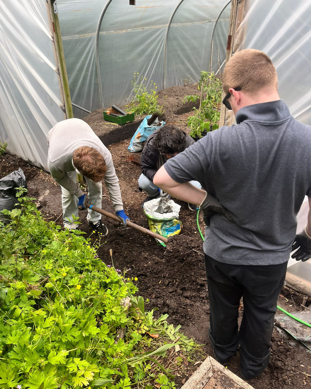 Three people planting or working in a garden inside a greenhouse.
