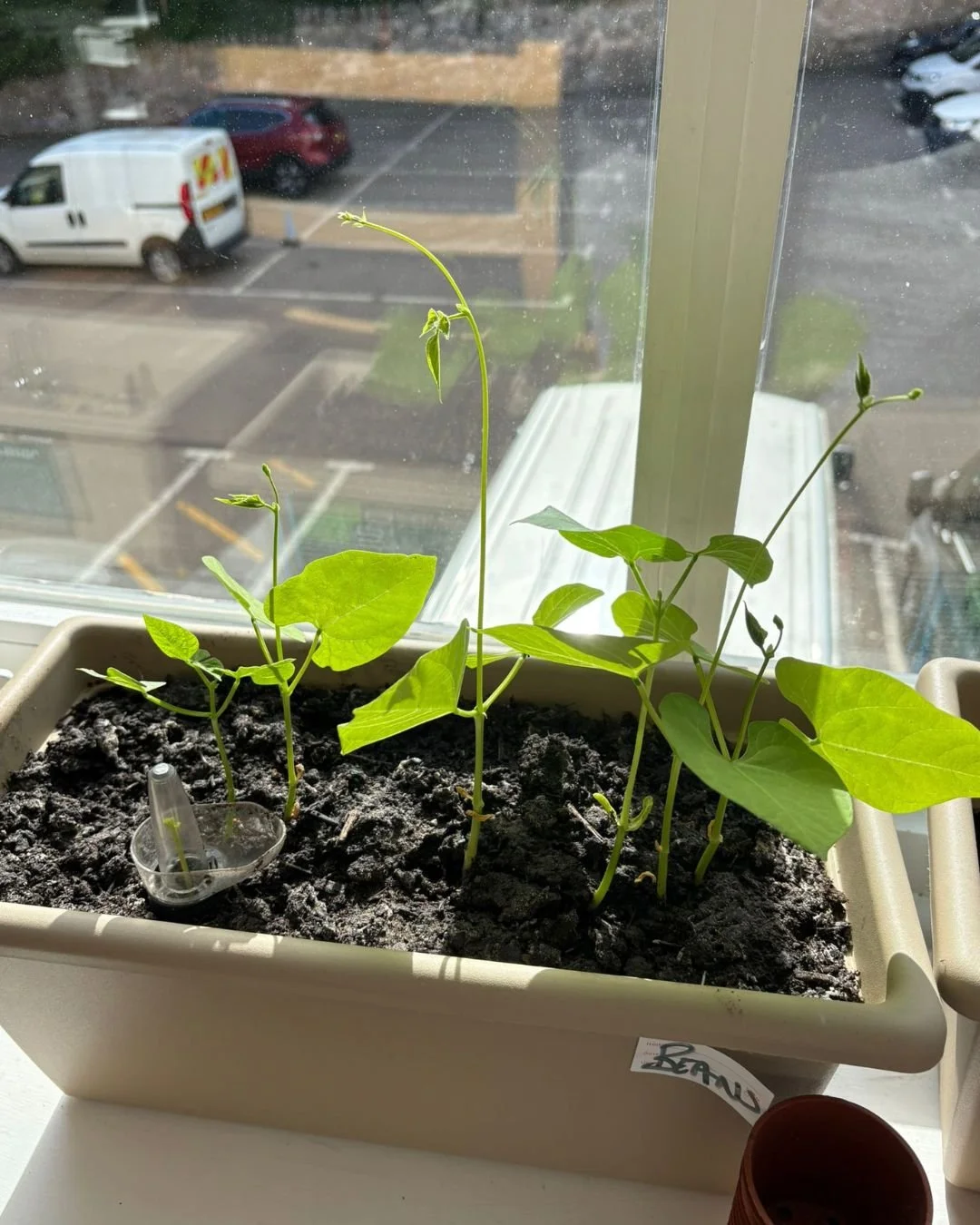 Potted plant with green leaves near a window, showing a parking lot with cars outside and a white van on the left.