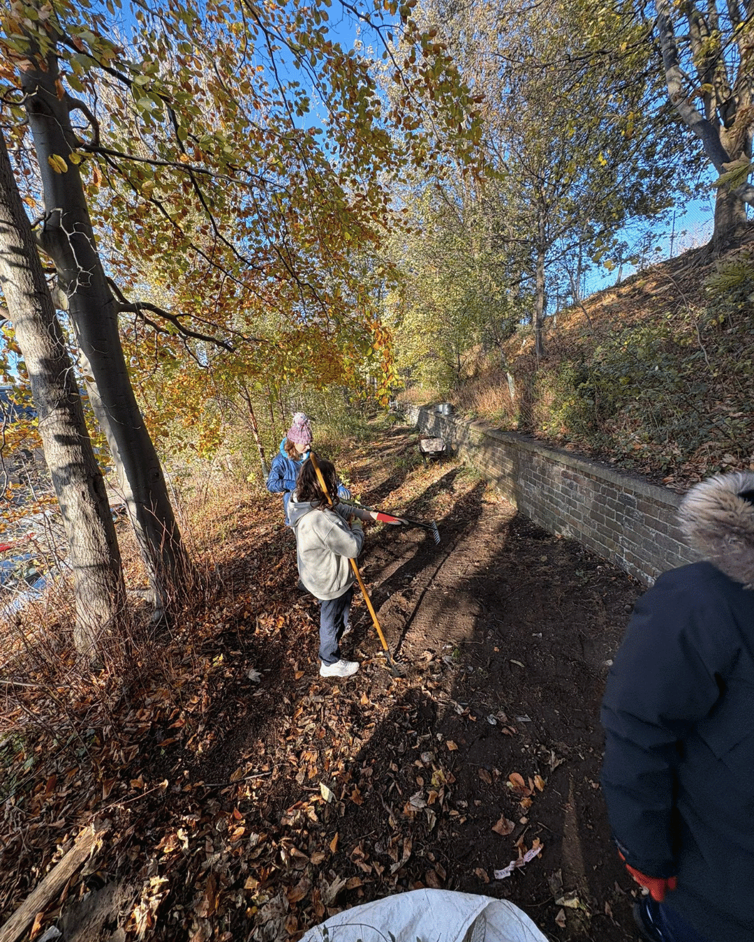 Three young adults working on a gardening project outdoors in a wooded area during autumn, with trees and fallen leaves, using tools like a rake, near a stone wall.