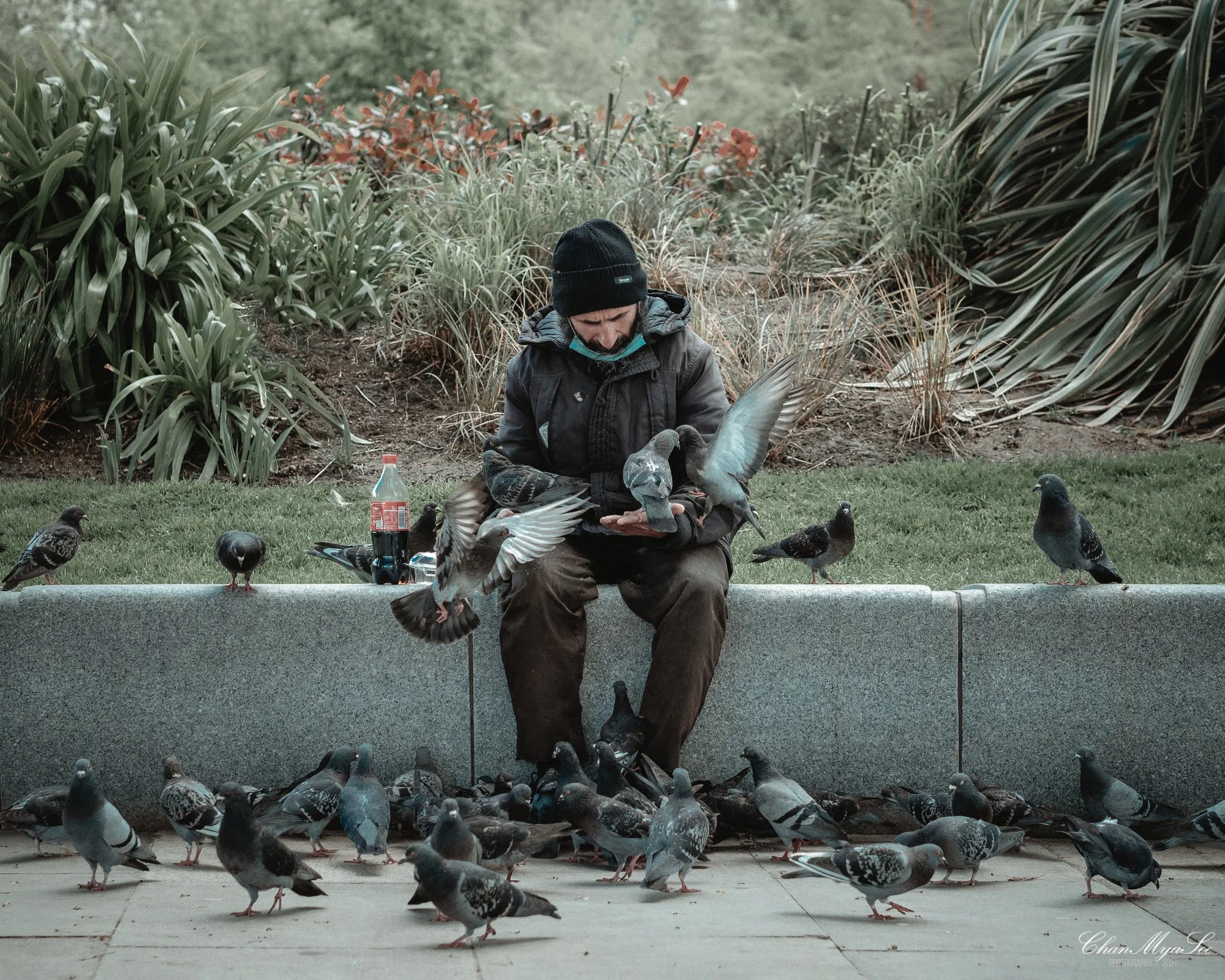 Man feeding pigeons.jpg