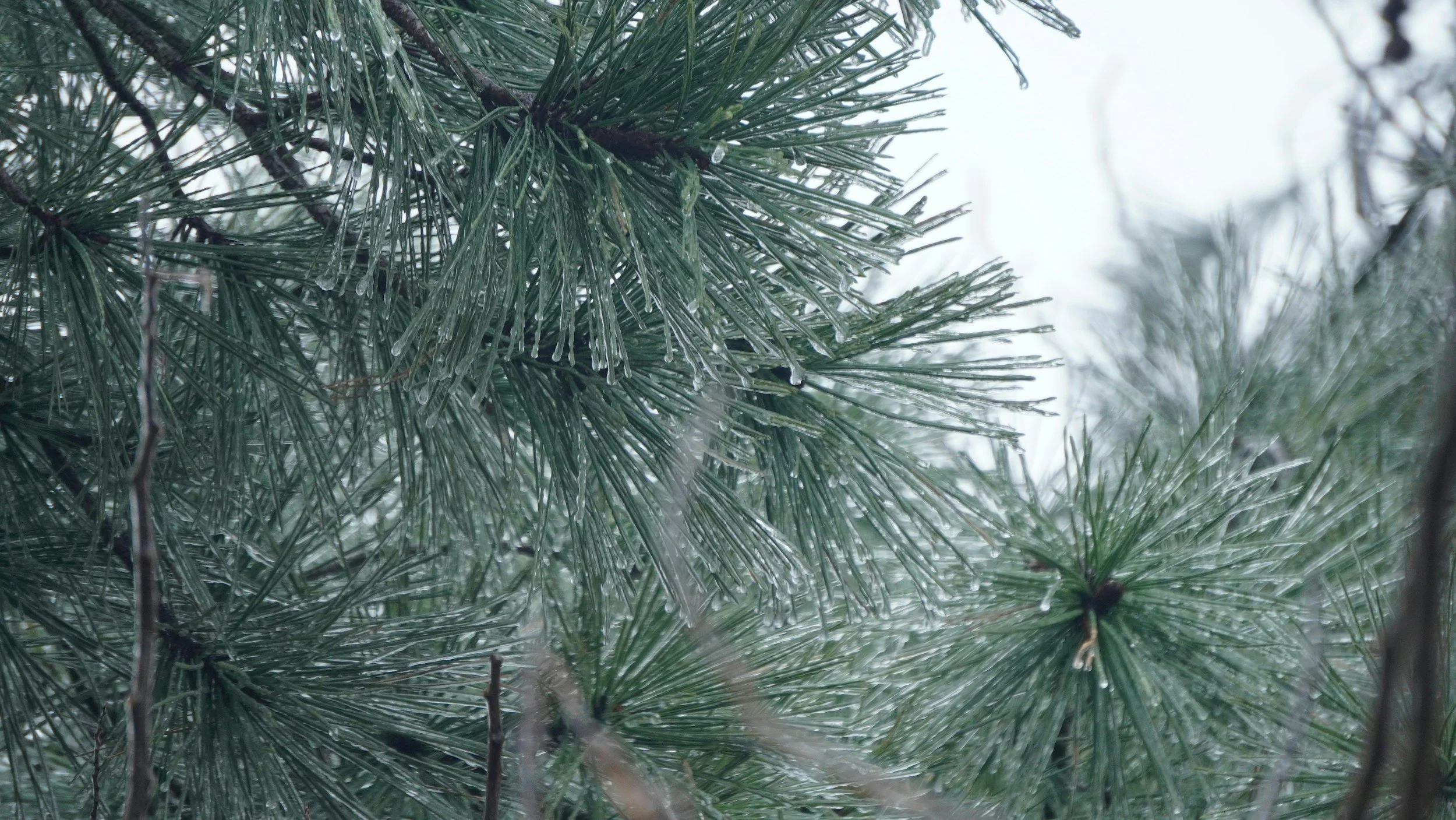 How to Prepare Your Trees for Spring Storms