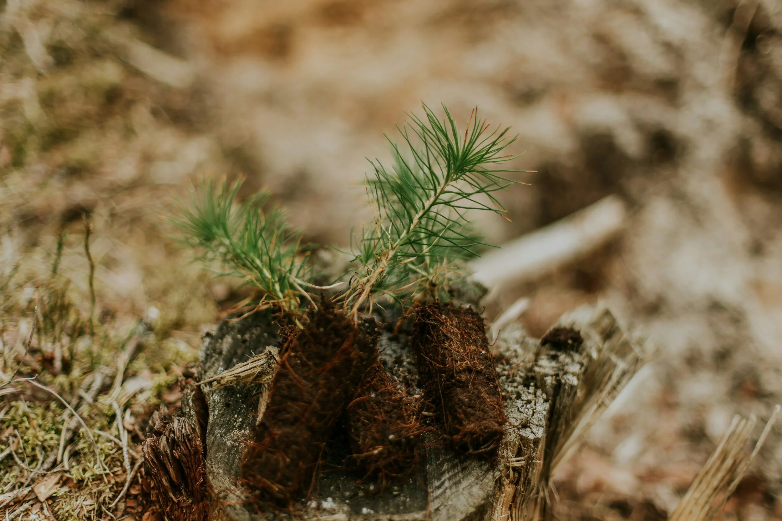 New Tree Planting: Setting Up Trees for Long-Term Health &amp; Success