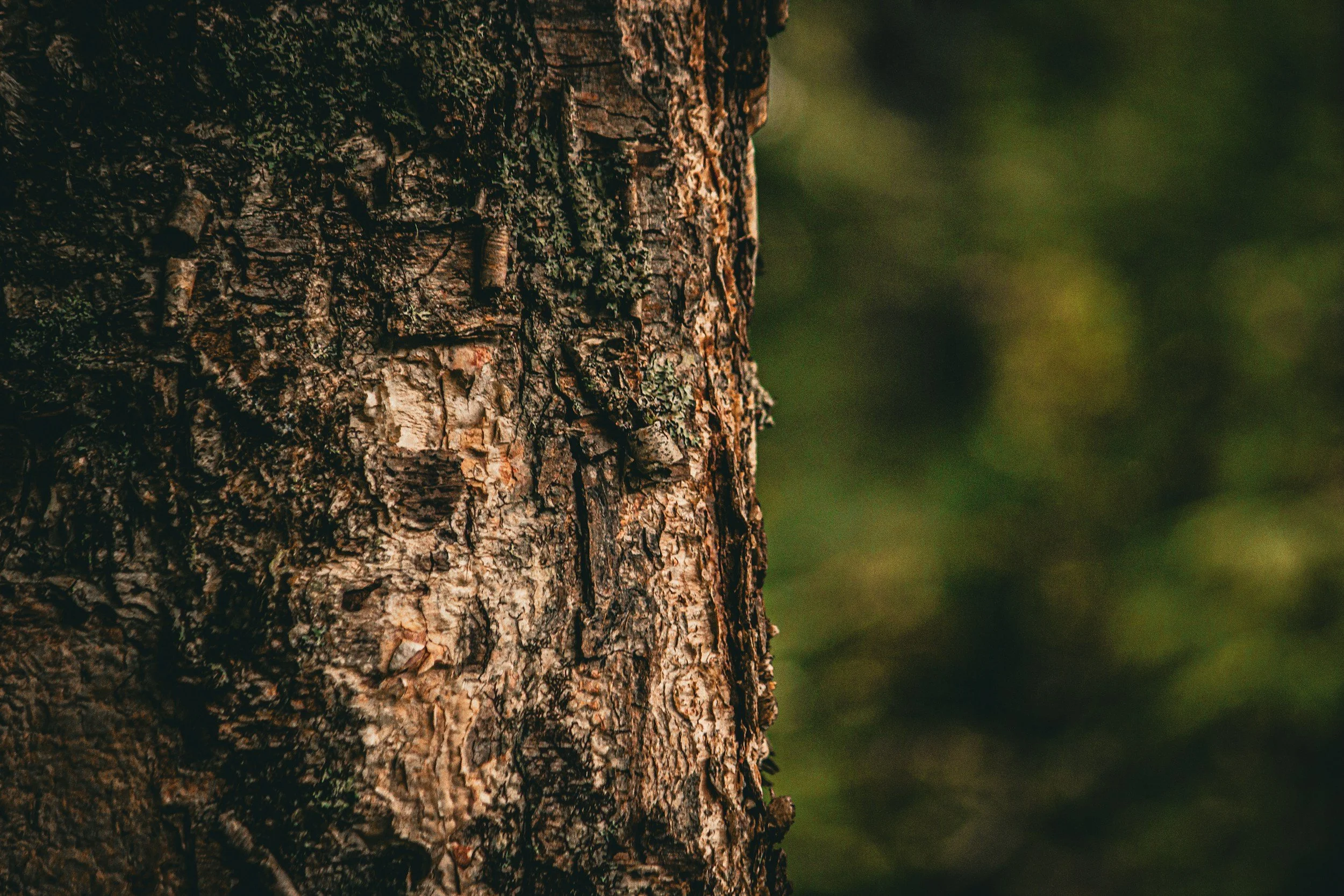 Mature Tree Care: Protecting the Trees That Define Your Property