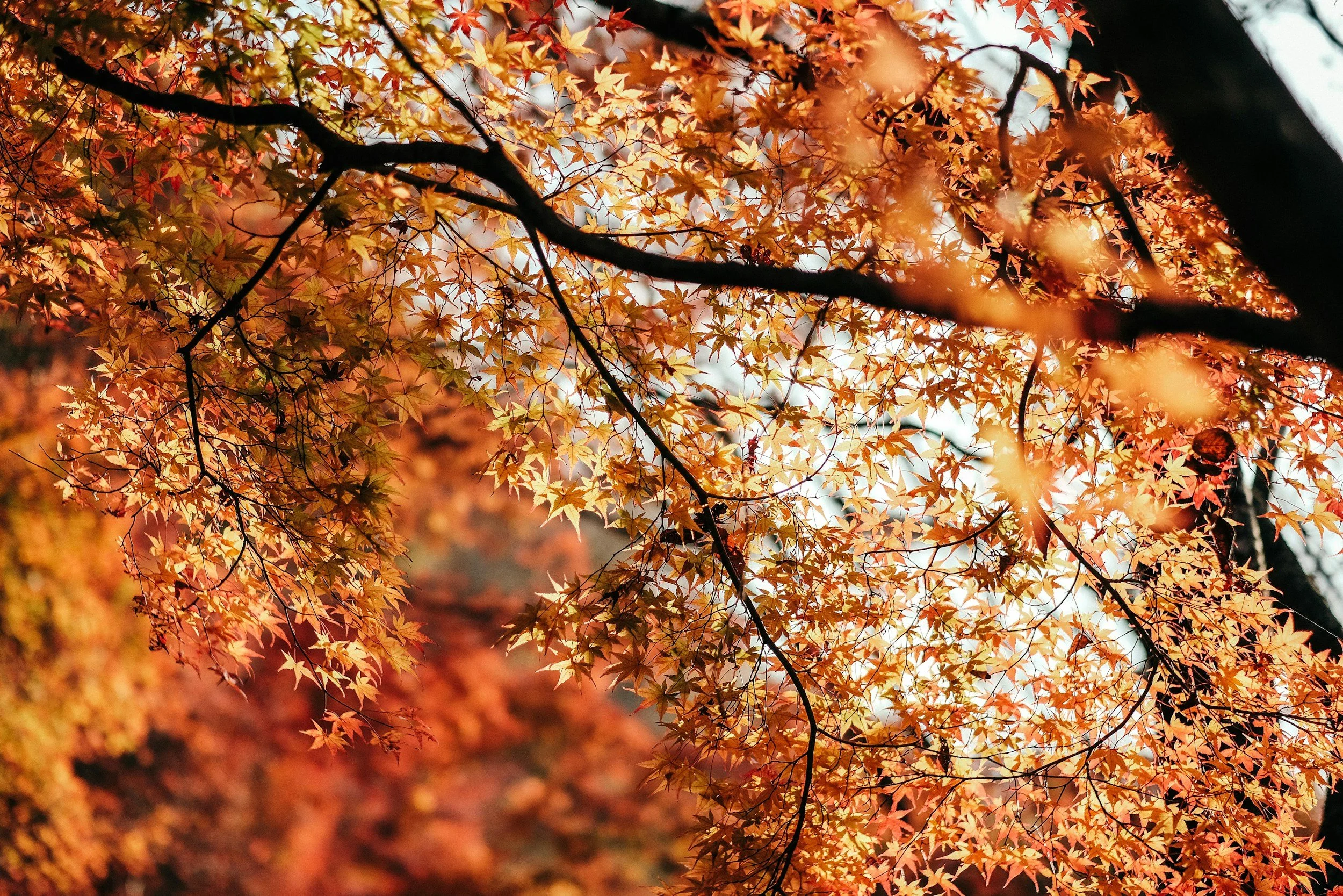 Sustainable Tree Care Practices for Maine Landscapes