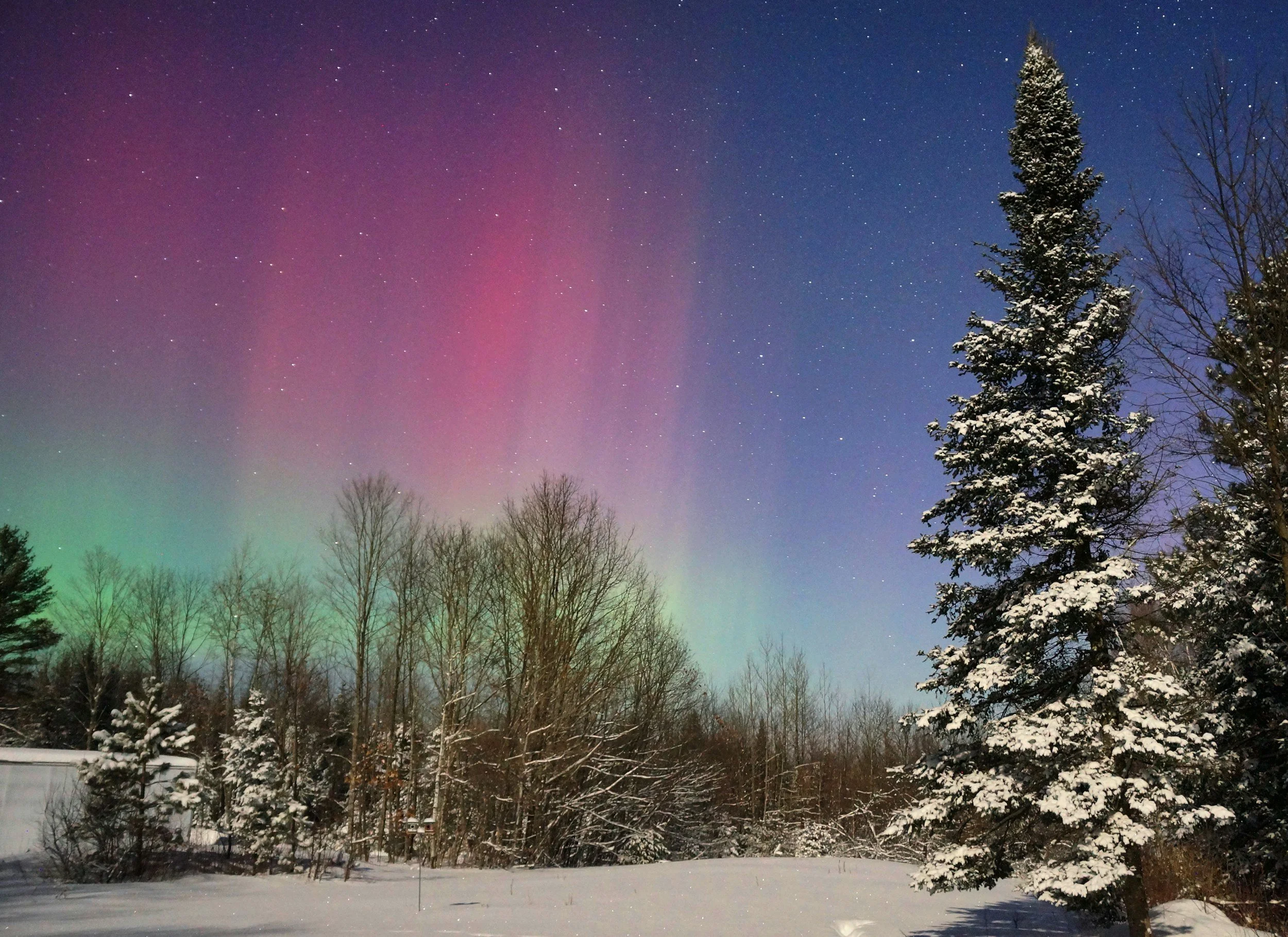Preparing Trees for Maine Winters: A Local Guide