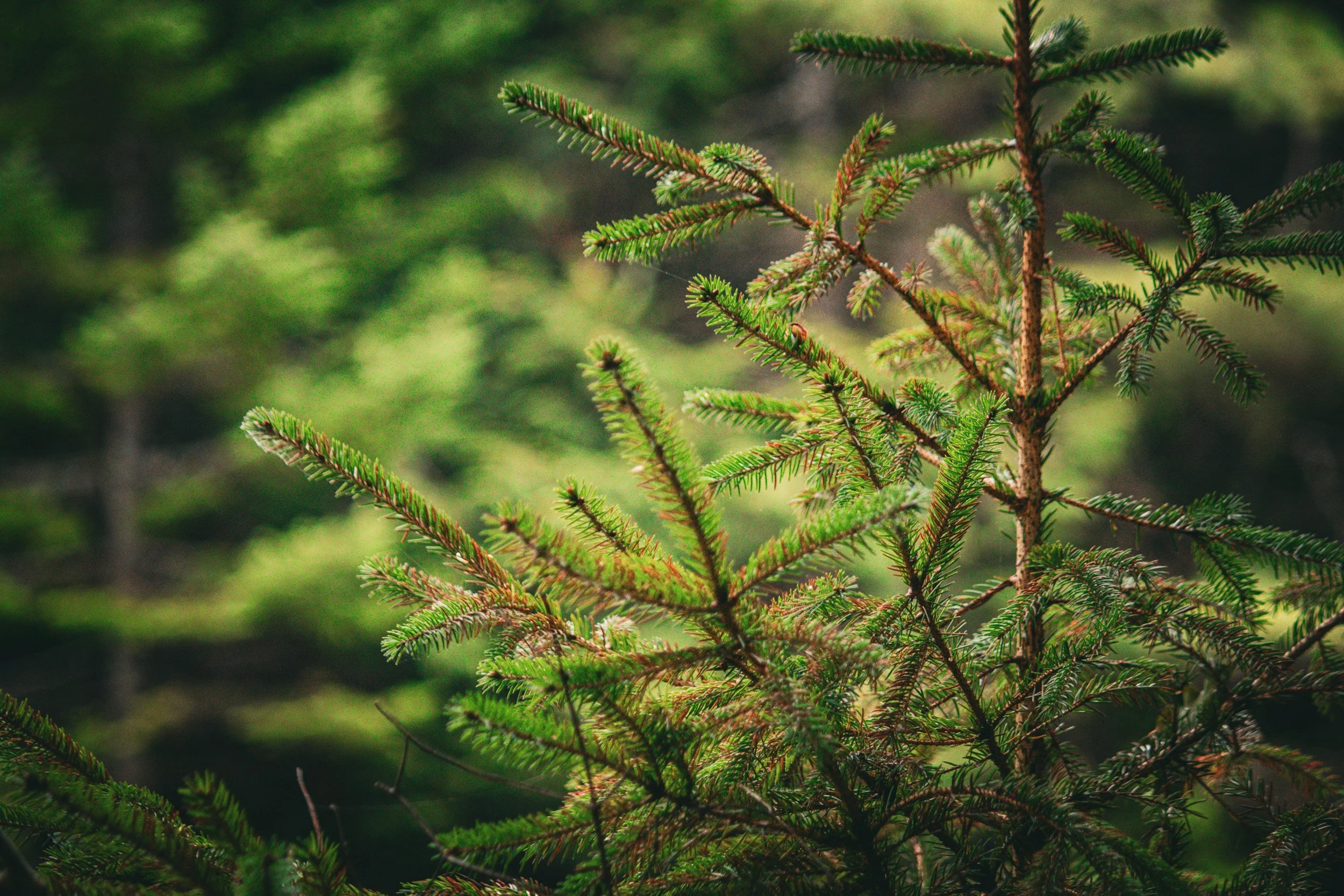 The Benefits of Trees: Why Healthy Trees Matter to Your Maine Property