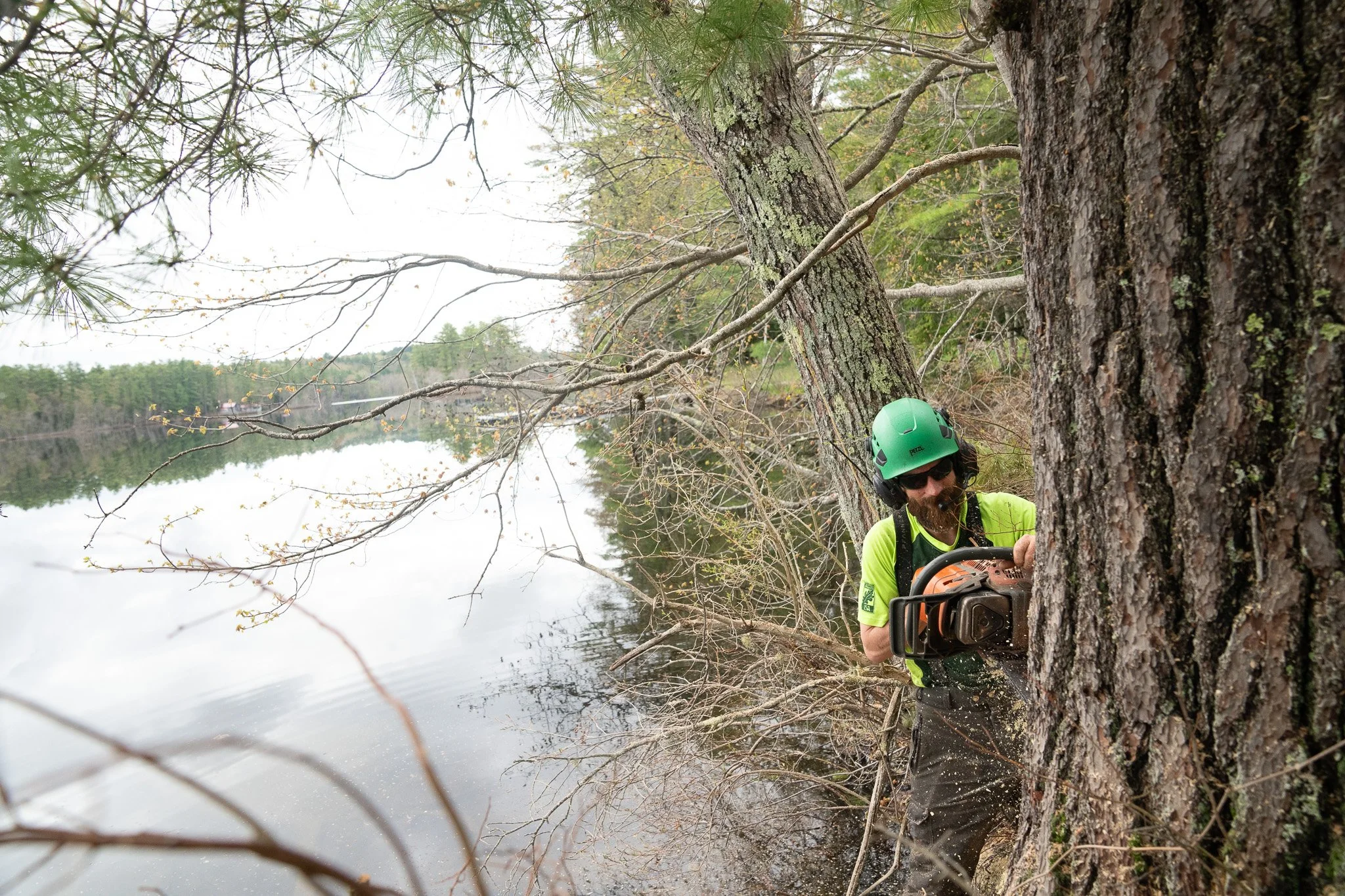 Shoreland Tree Work: What’s Allowed in Maine (And What’s Not)