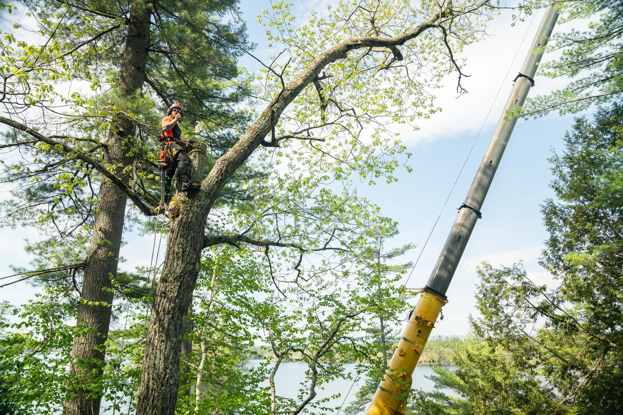 How Tree Health Impacts Property Value in Maine
