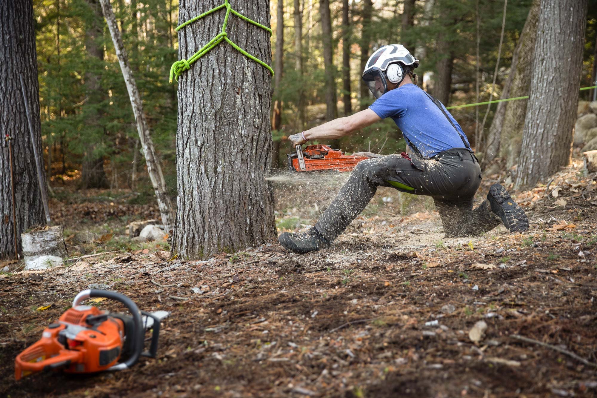 Why Tree Care Is Not Landscaping