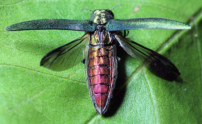 Emerald Ash Borer in Maine: What Homeowners Need to Know