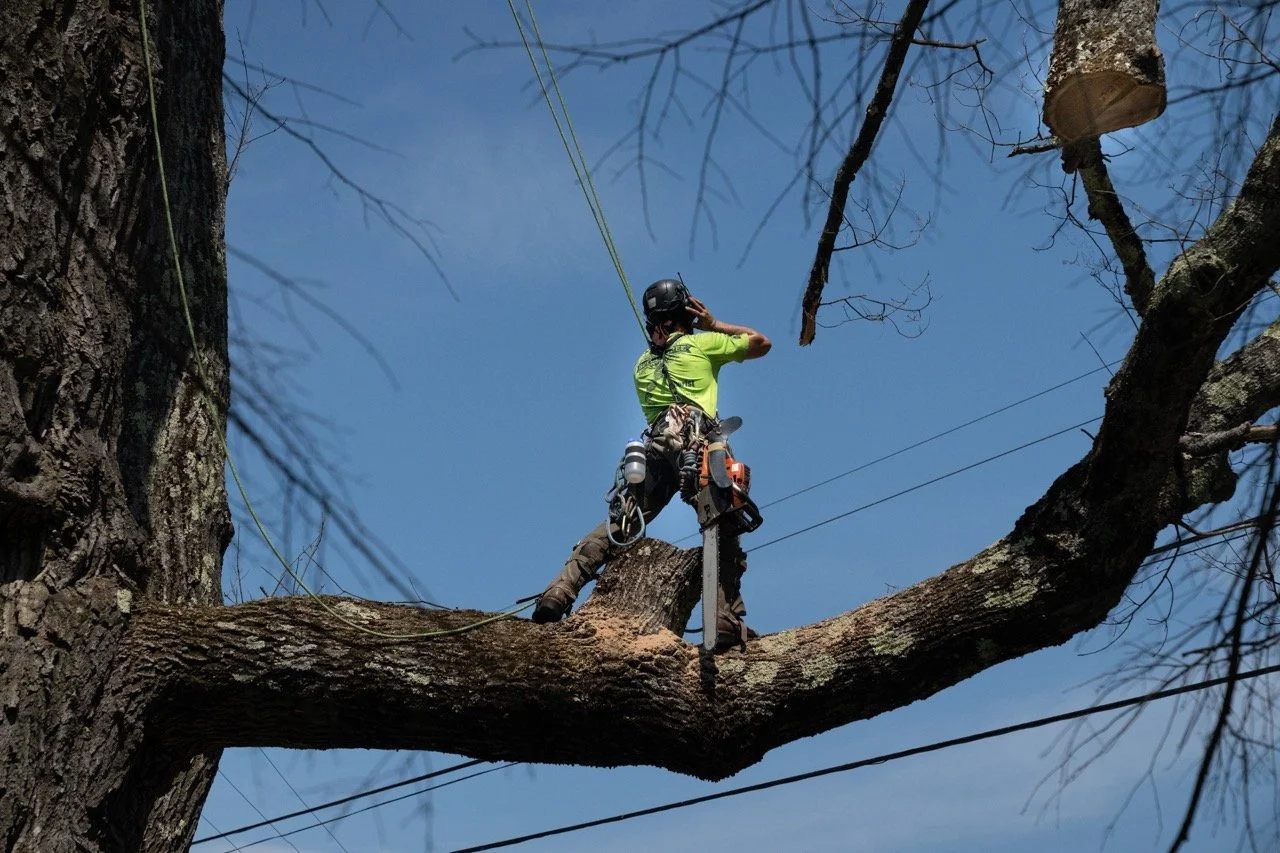 How to Tell If a Tree on Your Property Is Hazardous