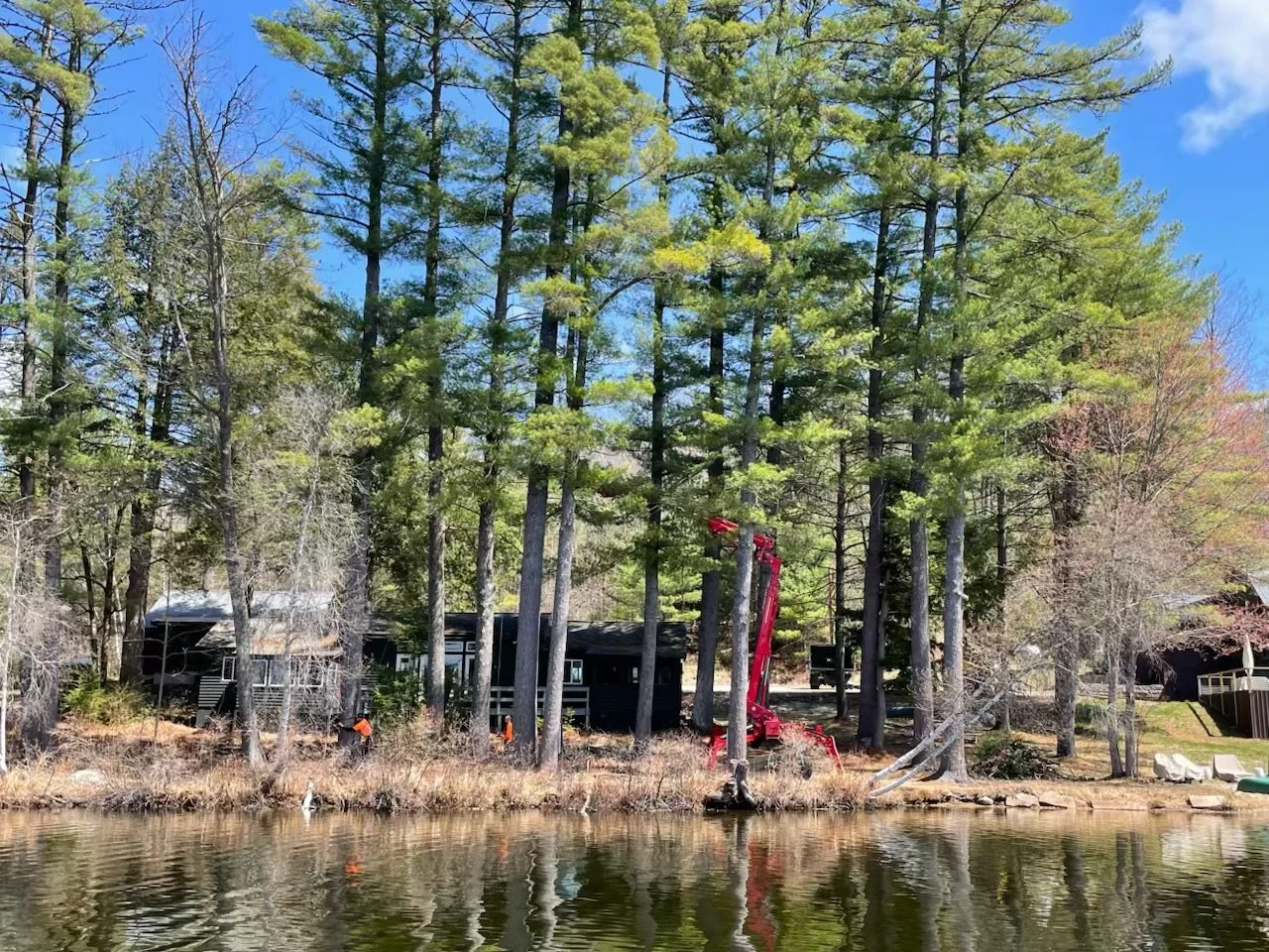 Why Shoreland Tree Care Requires an Arborist