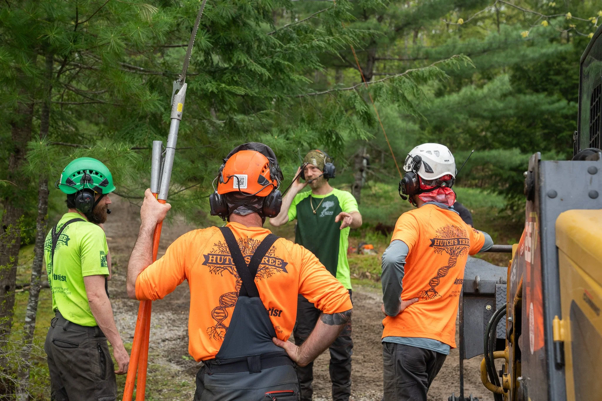 Signs Your Trees Are Under Stress (And What To Do)