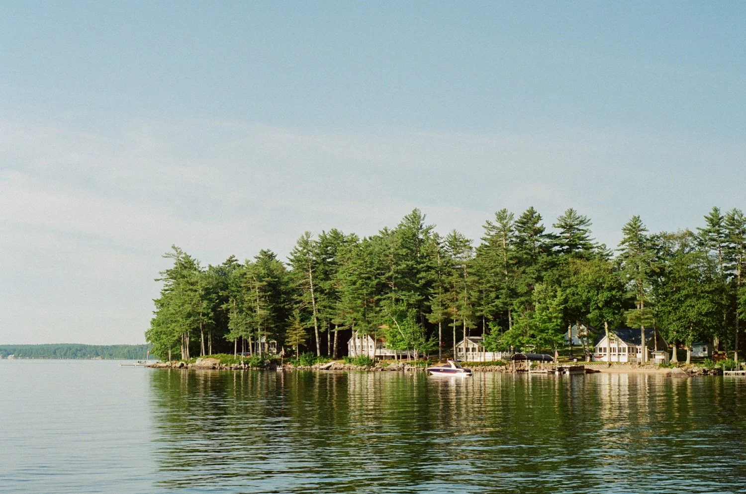 What Do Trees Do in the Summer Time?