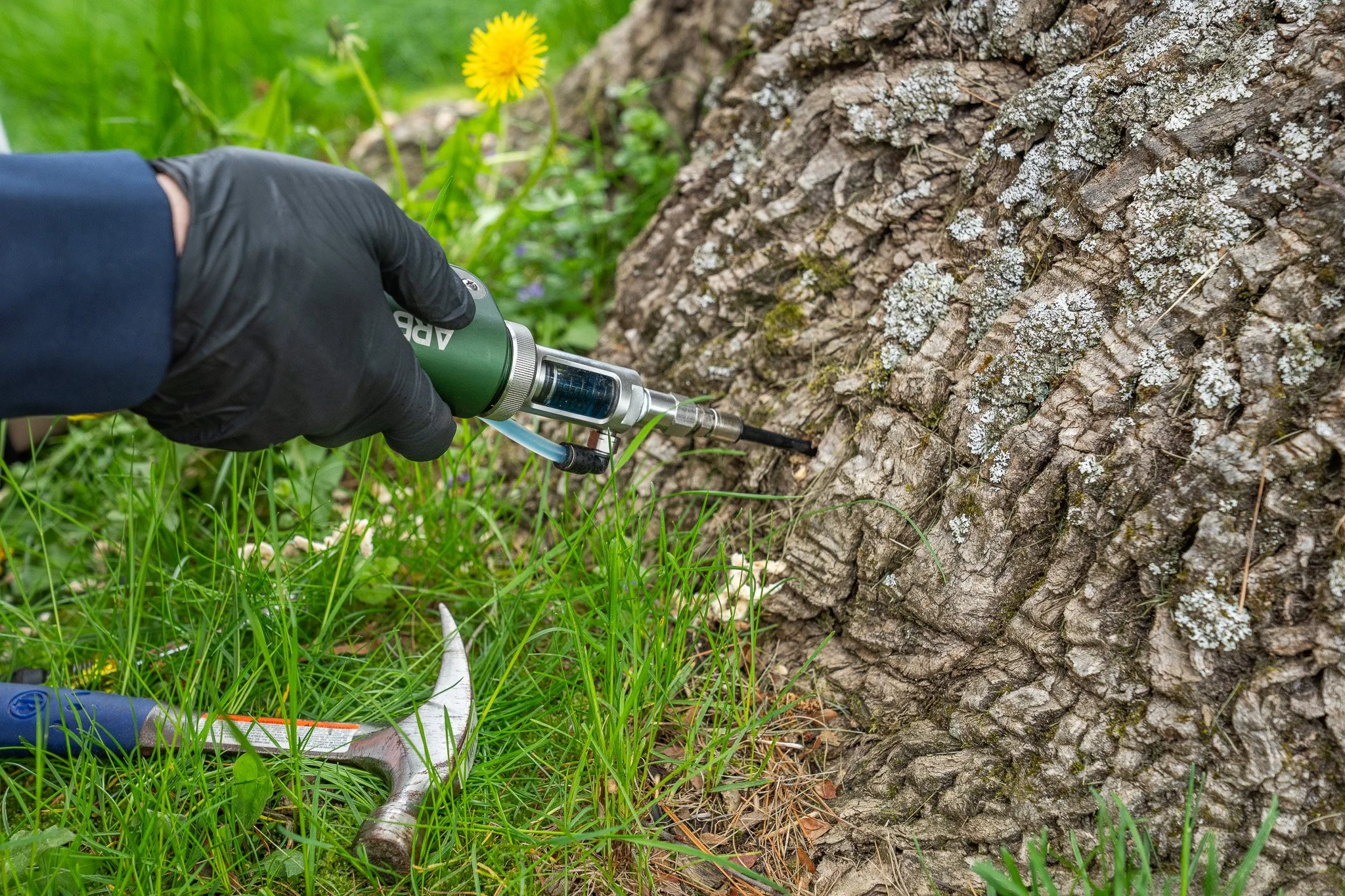 Arborjet Tree Injections: What They Are and When They Work