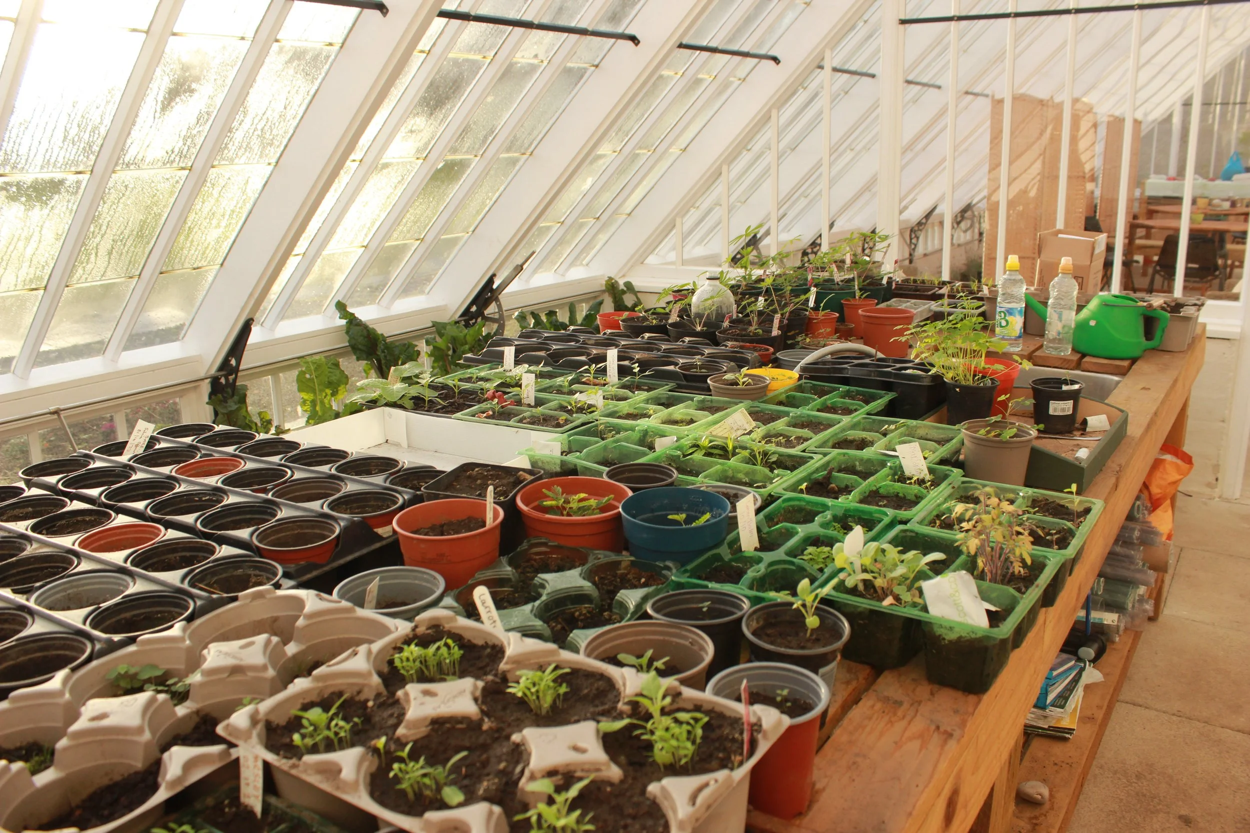 The Vinery Greenhouse filled with a variety of potted plants