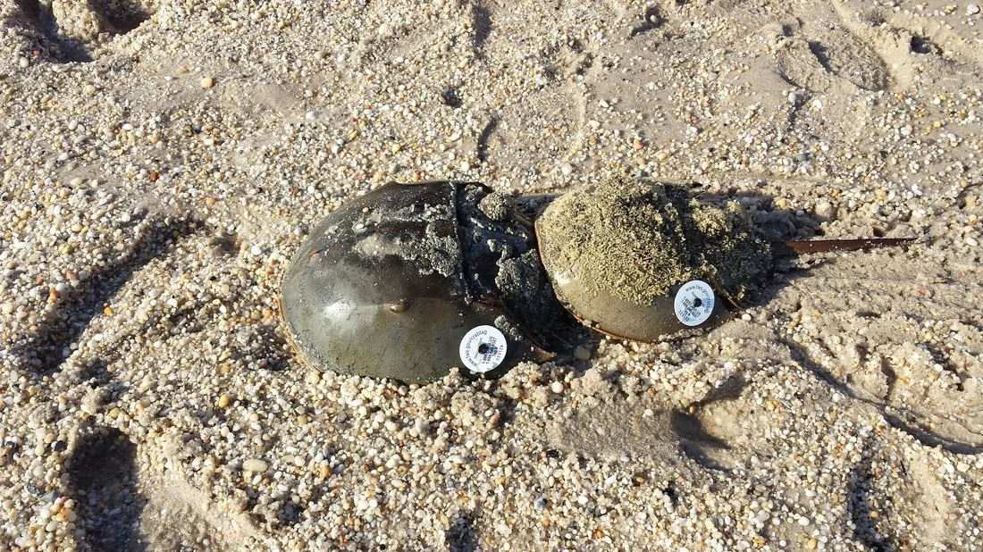 Horseshoe Crab Tagging With the American Littoral Society