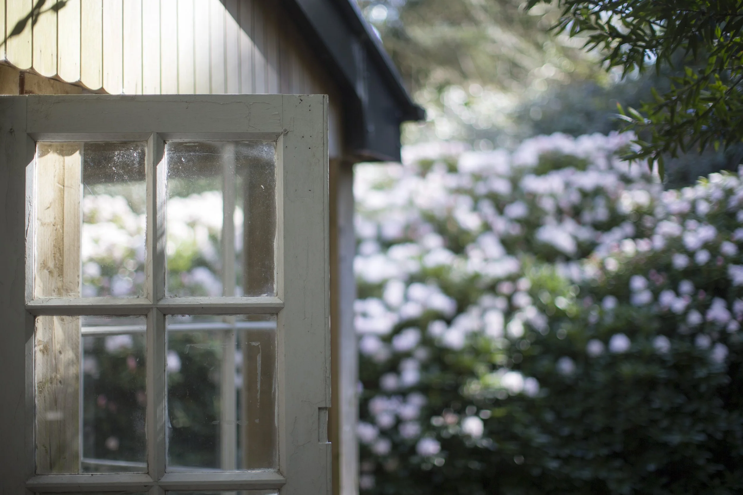 Part of a white wooden window frame with glass panes, with a blurred garden of pink and white flowers in the background.
