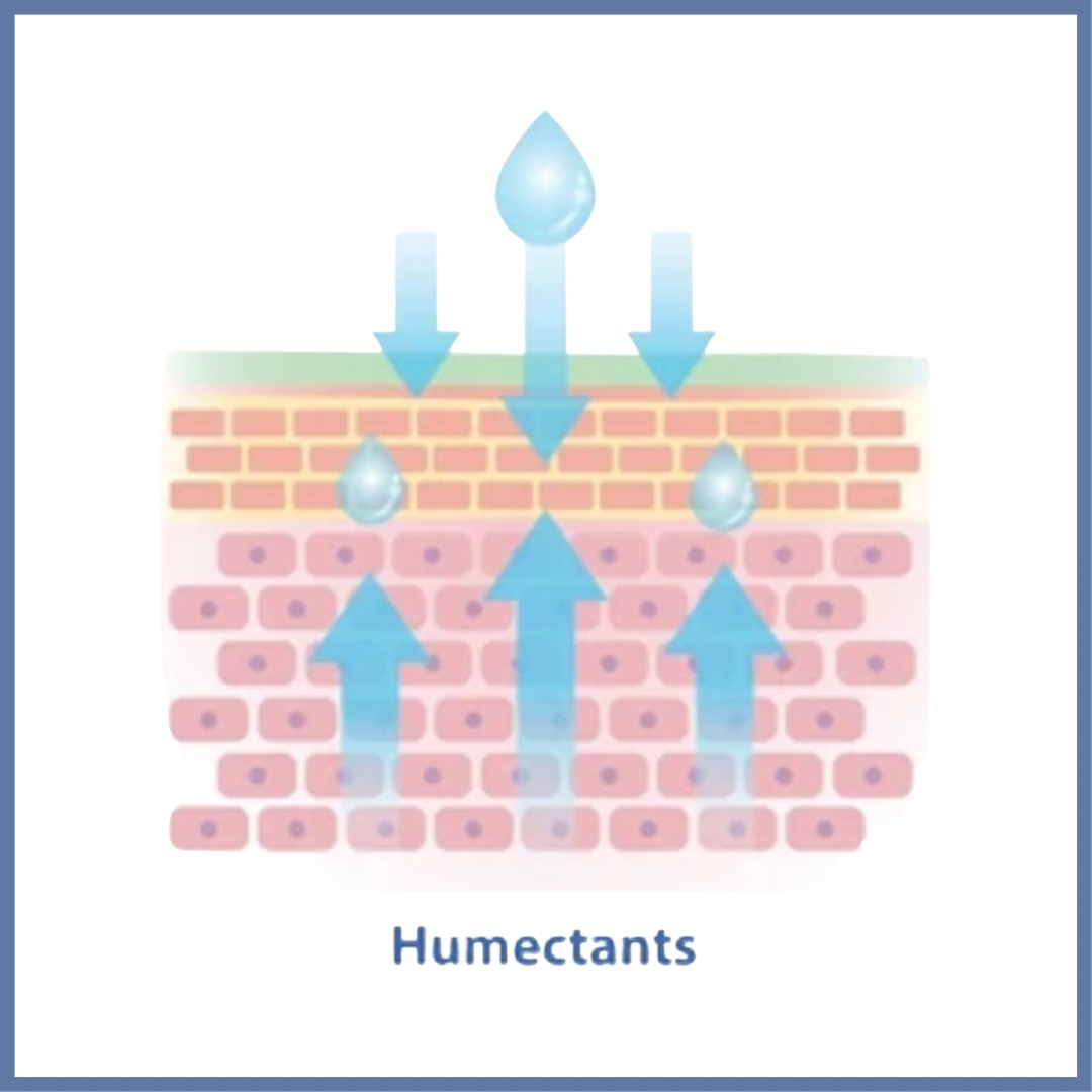 Humectants diagram.PNG