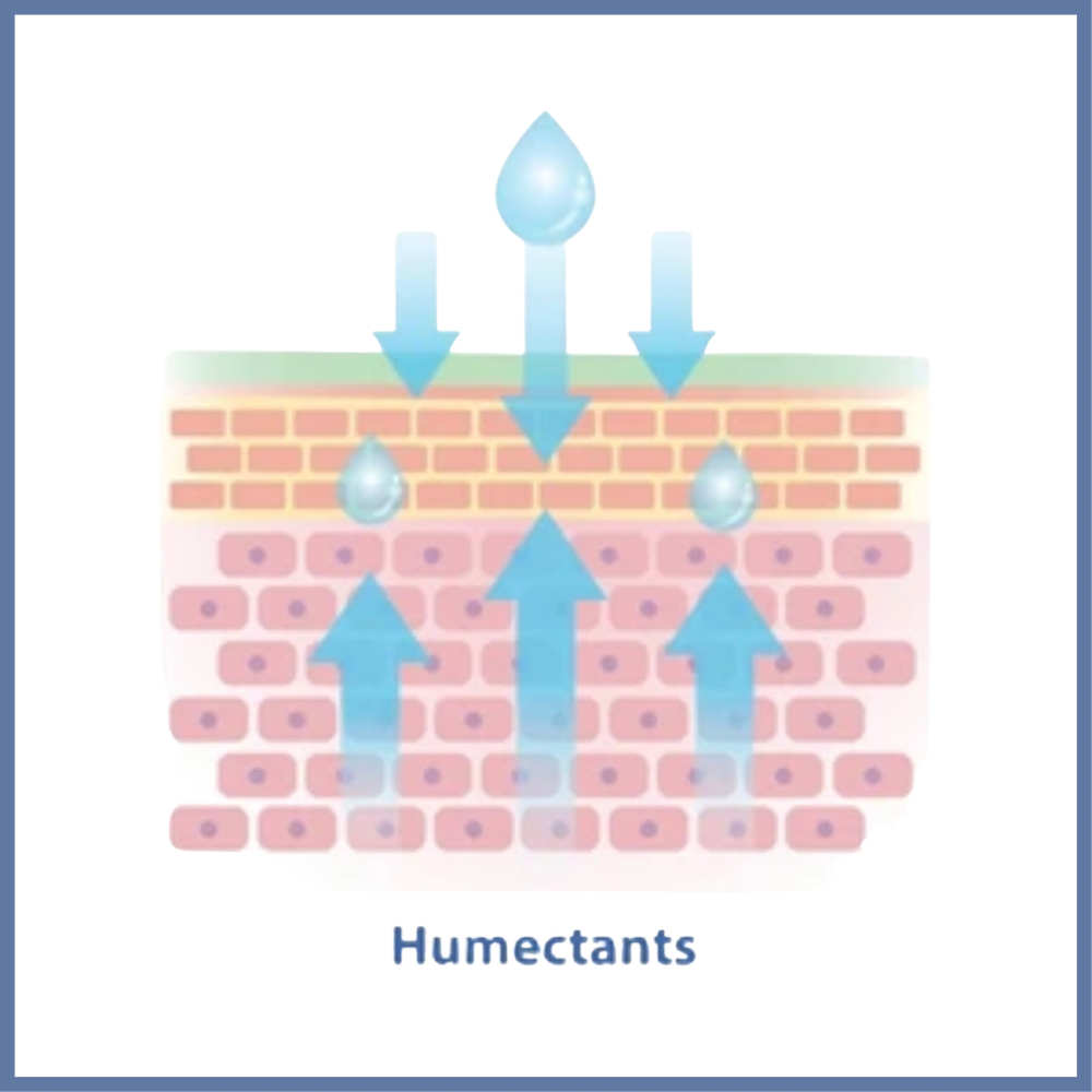 Humectants diagram.PNG