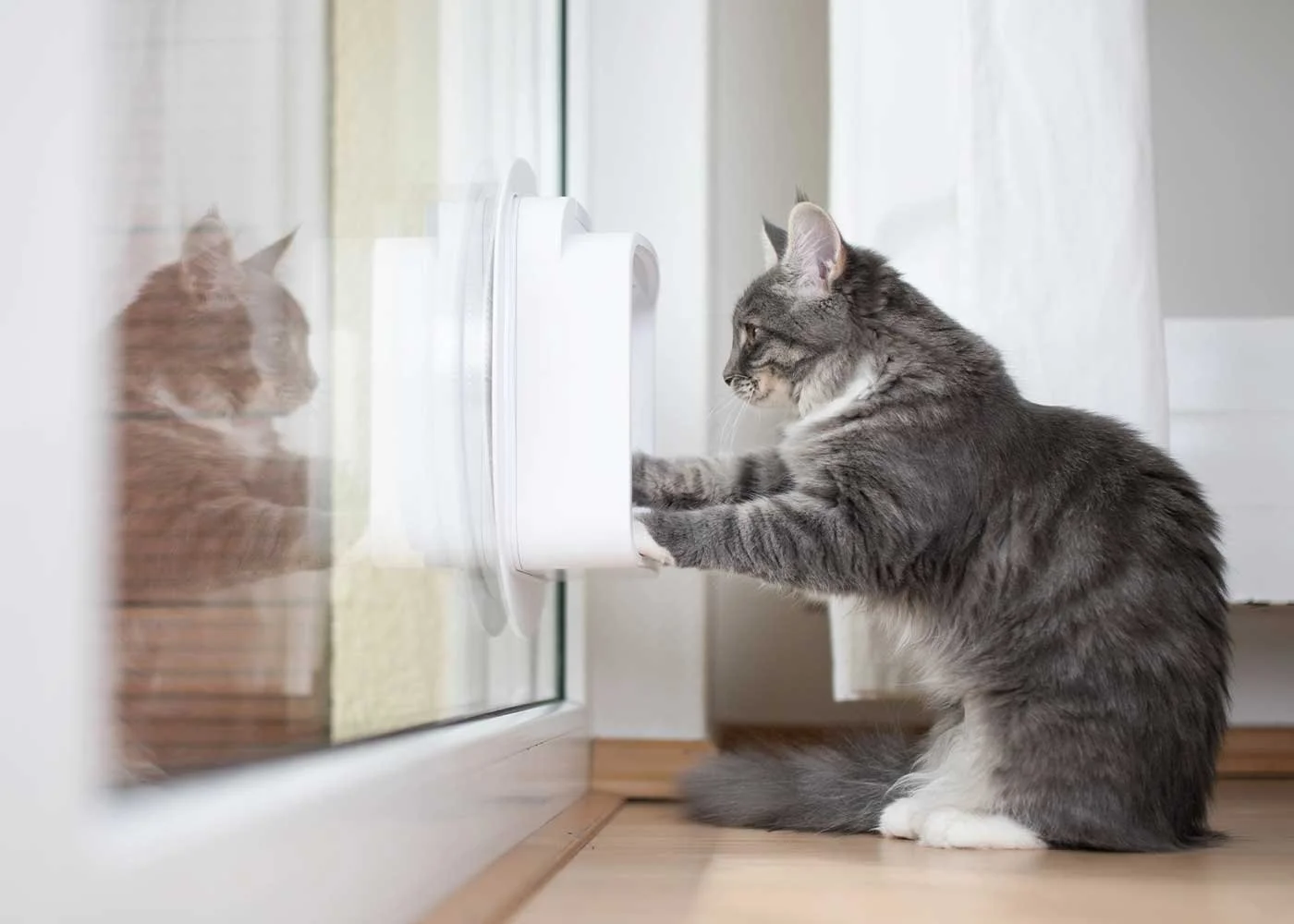 Katzent re Einbauen Tipps Zur Katzenklappe katzent-re-einbauen-tipps-zur-katzenklappe