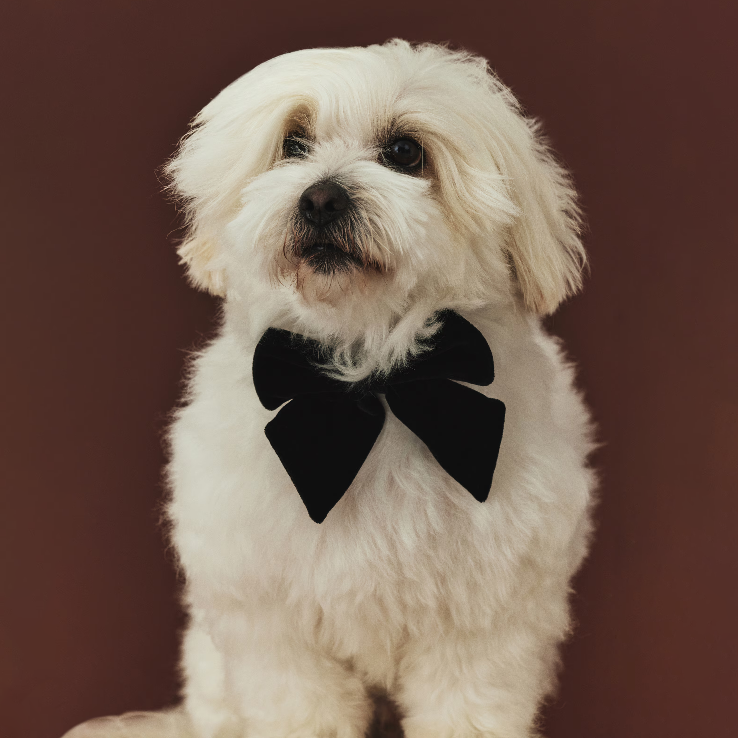 H&M Black Velvet Tuxedo Bow-Tie