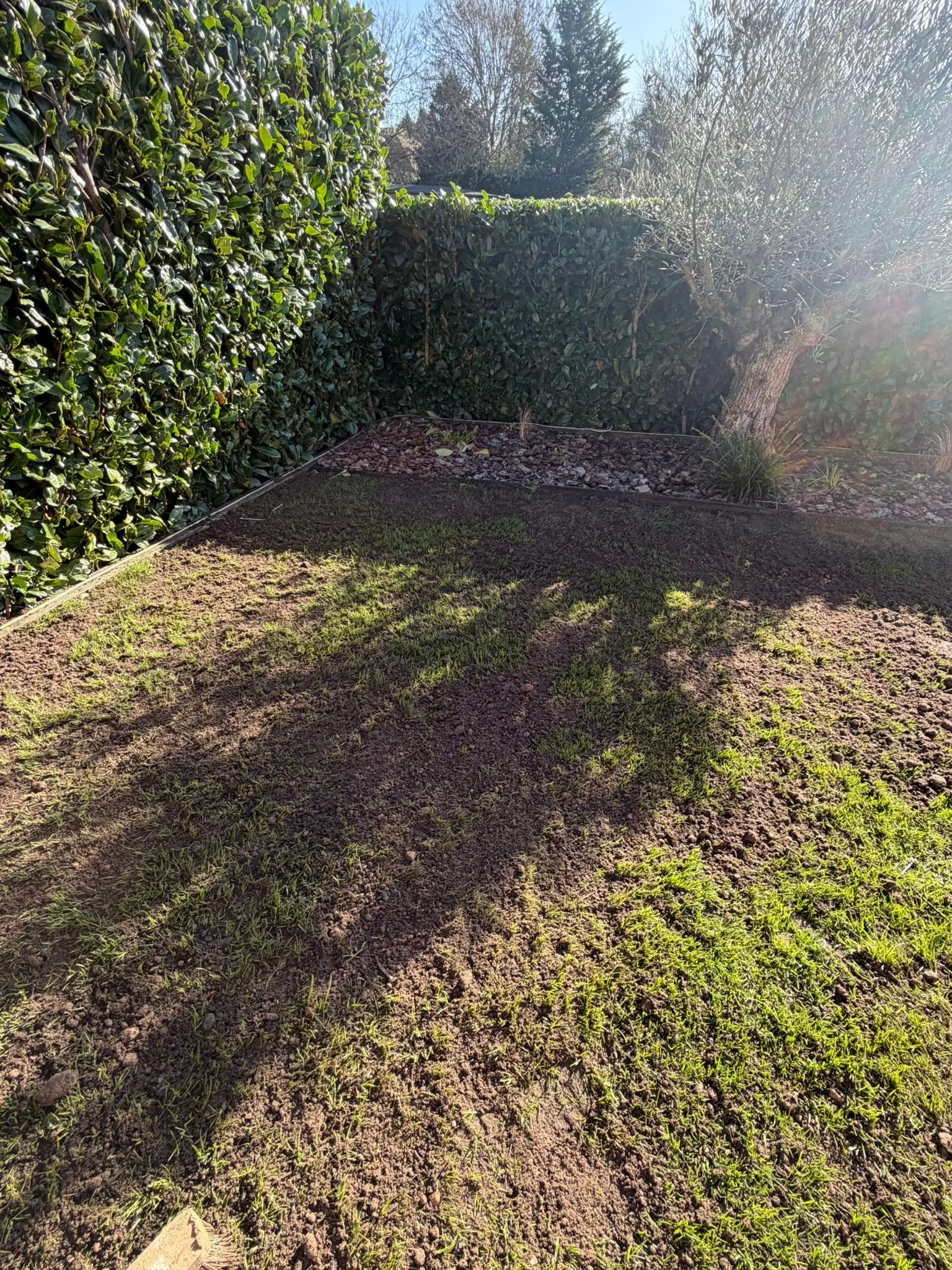 Lawn Top Dressing Laid.jpeg