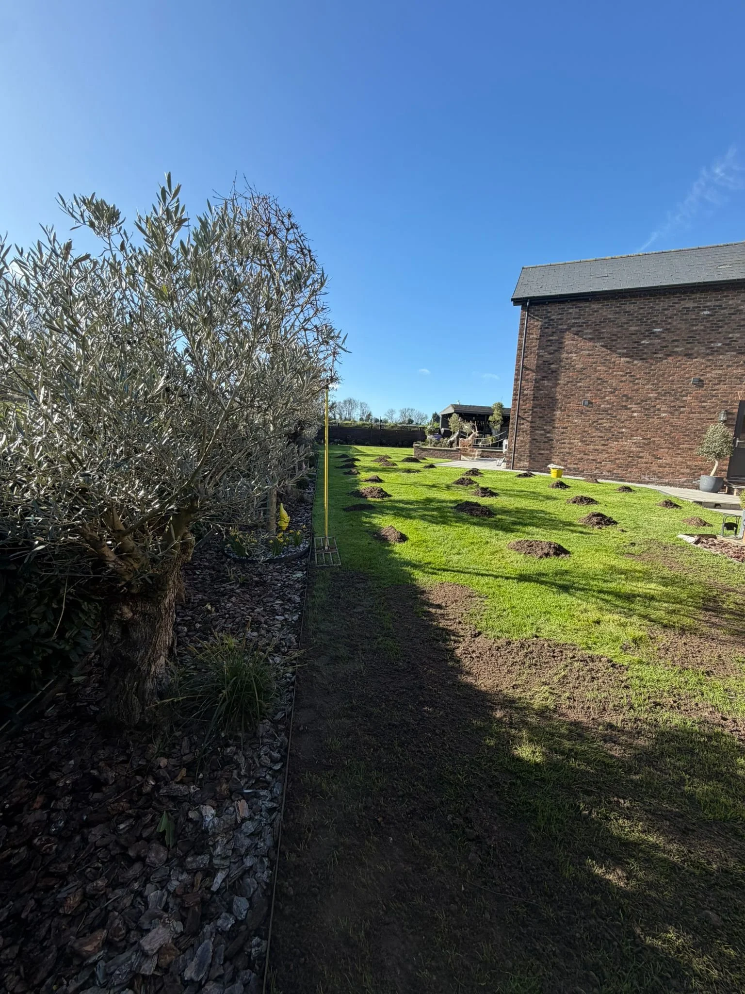 Top Dressing Laying .jpeg