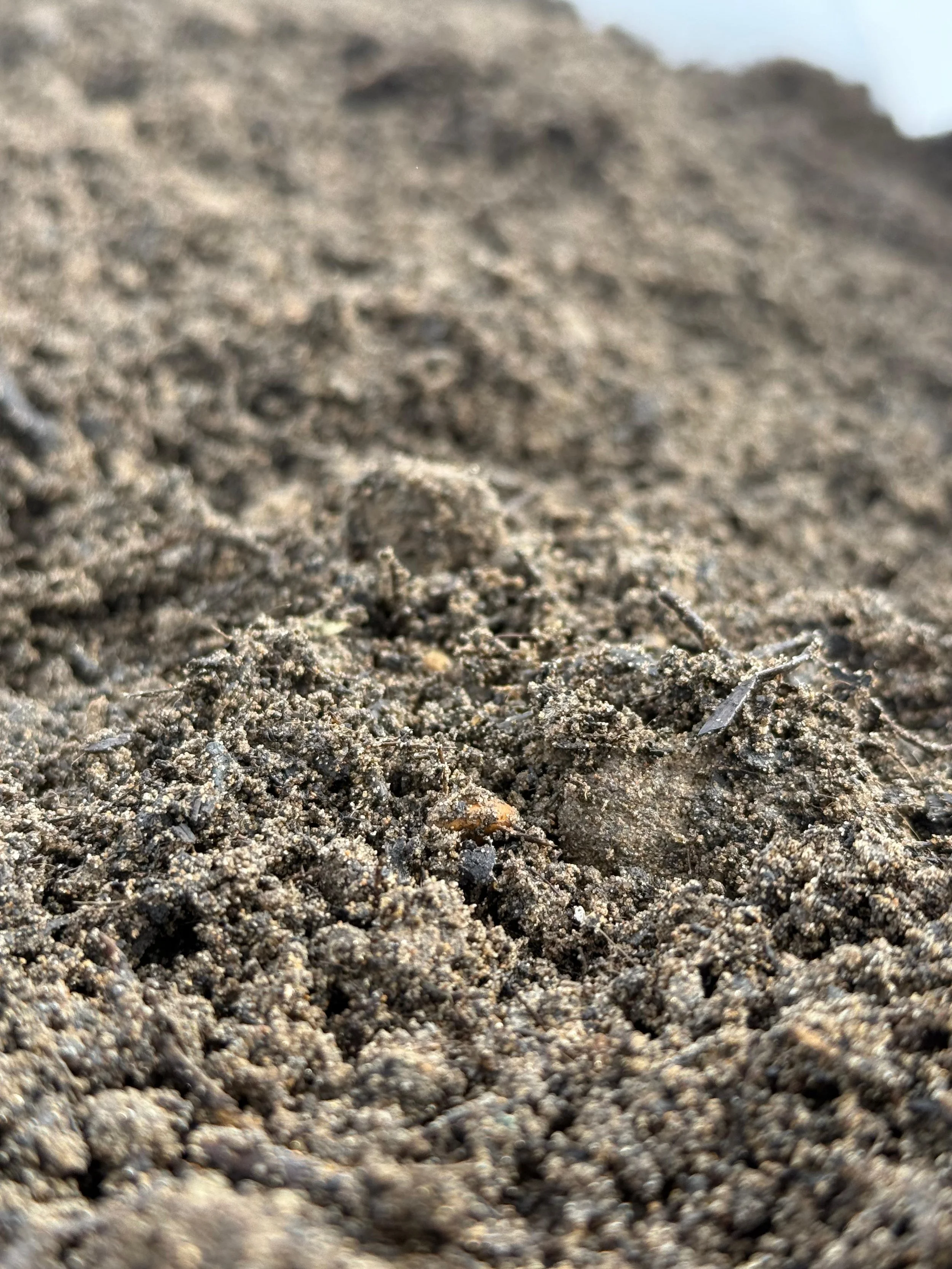 Top Dressing compost and sand .jpeg