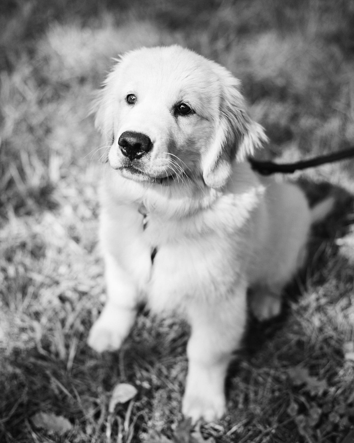 A round of a-paws for all the dogs that survived the fireworks for the 4th of July
⁣
⁣
⁣
⁣
⁣
⁣
#bostonfamilyphotographer #bostonpuppyshoot #massachusettsfamilyphotographer  #bostonpetphotographer