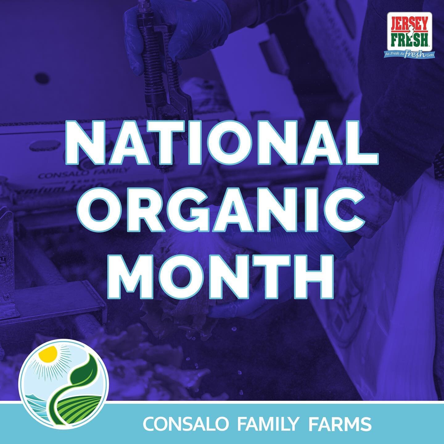 Celebrating National Organic Month with a deep-rooted commitment to sustainable farming here at Consalo Family Farms🌱💜

👨🏻&zwj;🌾 Family owned grower, packer, shipper, importer, &amp; distributor
📍Vineland &bull; Newfield &bull; Hammonton &bull;