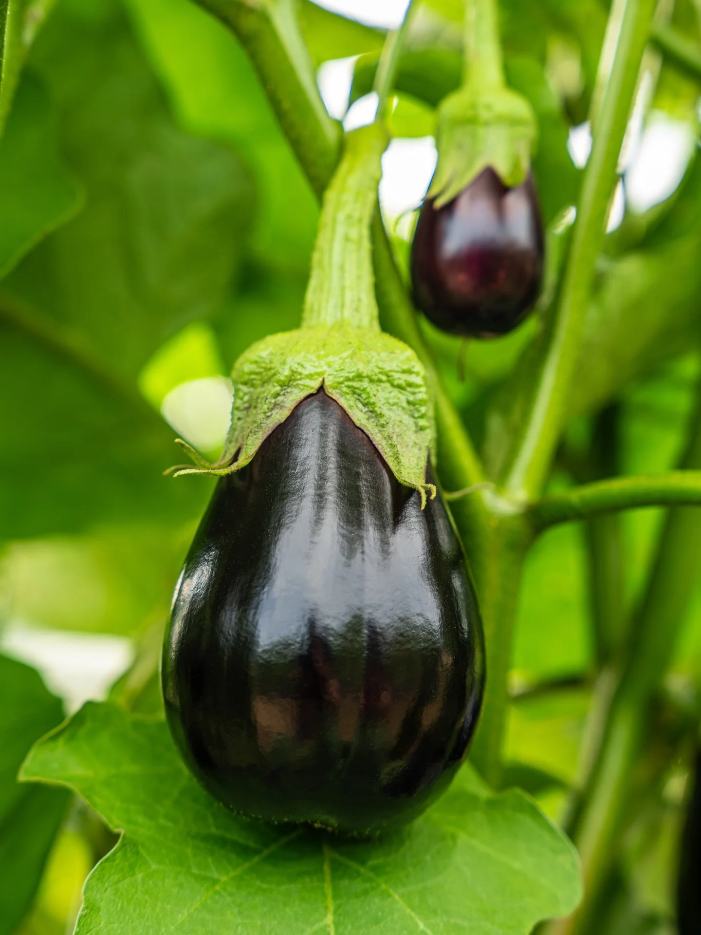 Exciting news, Our delicious eggplants are ready! Look out for our farm fresh new additions at your local grocery store. 🍆 #FarmFresh #ConsaloFamilyFarms

👨🏻&zwj;🌾 Family owned grower, packer, shipper, importer, &amp; distributor
📍Vineland &bull