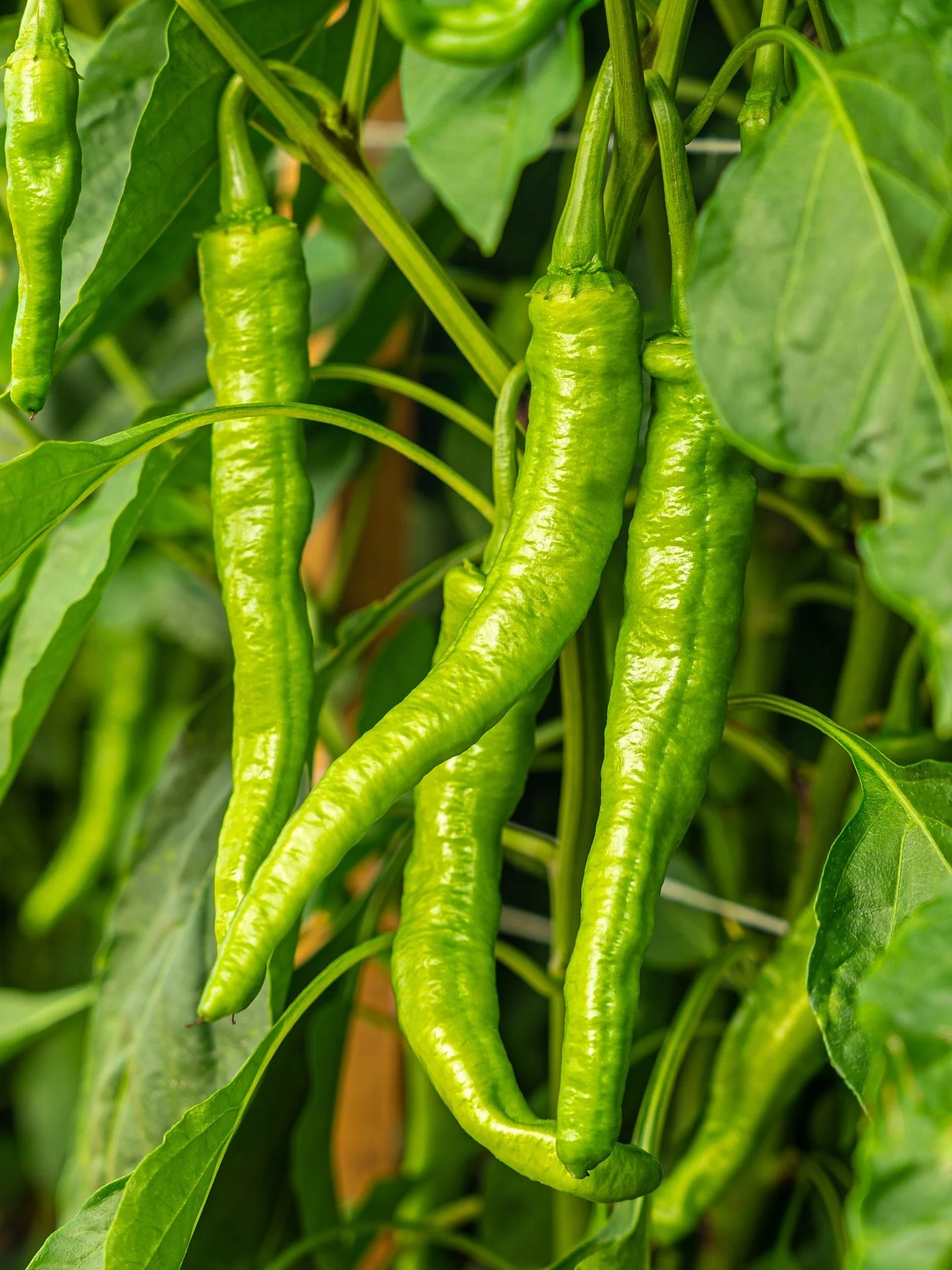 Turn up the heat with our freshly picked long hot peppers! Packed with bold flavor and farm-fresh goodness, they&rsquo;re ready to elevate any dish.  #JerseyPeppers

👨🏻&zwj;🌾 Family owned grower, packer, shipper, importer, &amp; distributor
📍Vine